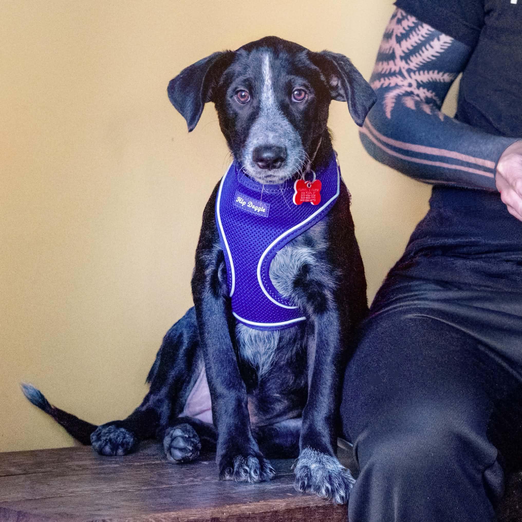 Enlarge Rosie, a Adoptable mixed breed in Boulder, CO image 1/6