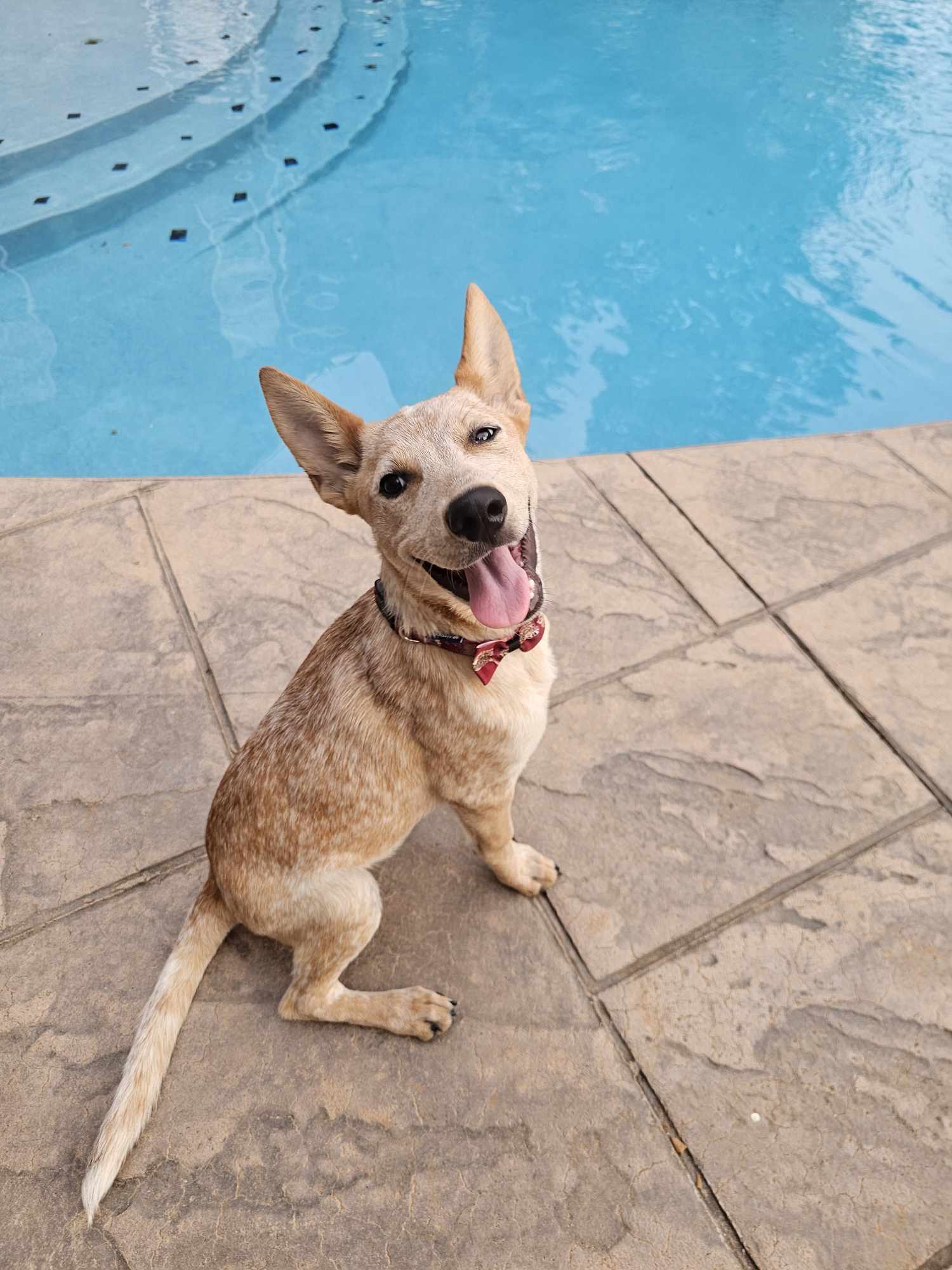 Dog for adoption Simba, an Australian Cattle Dog / Blue Heeler in