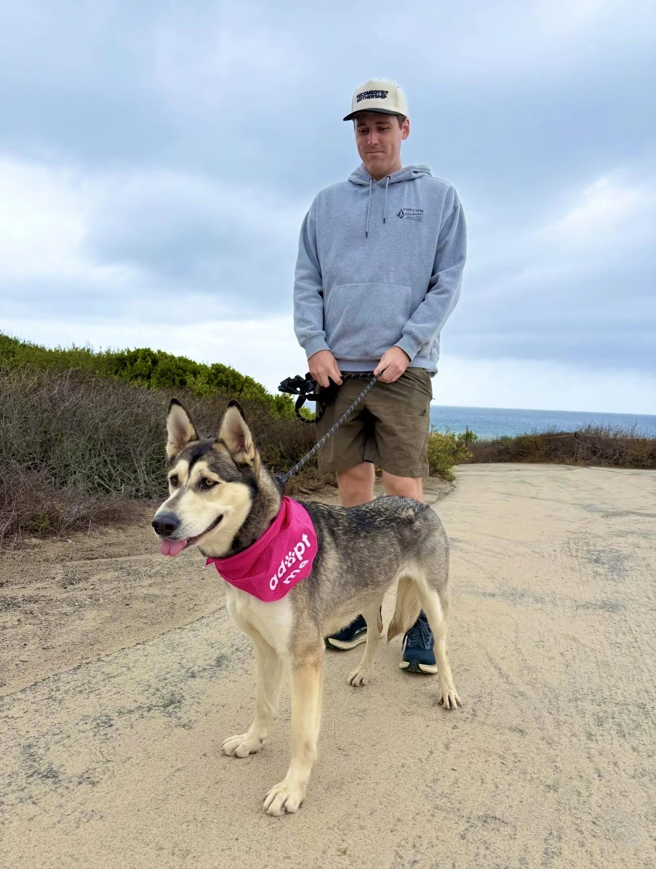 Enlarge Stacy, a Adoptable mixed breed in Corona Del Mar, CA image 6/6