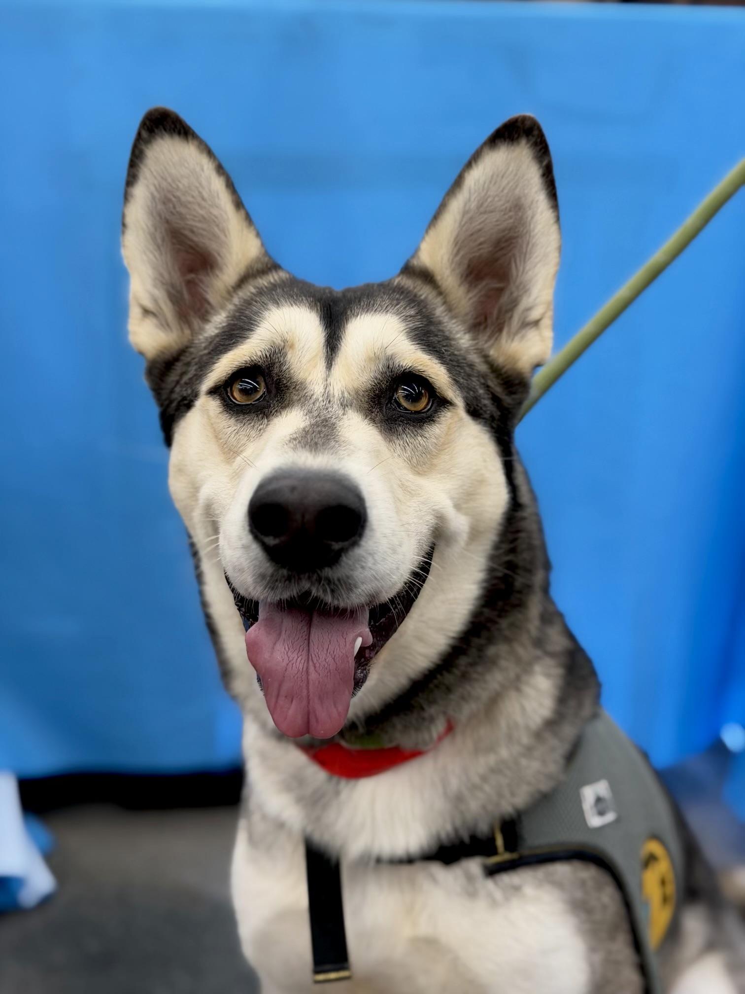 Enlarge Stacy, a Adoptable mixed breed in Corona Del Mar, CA image 2/6