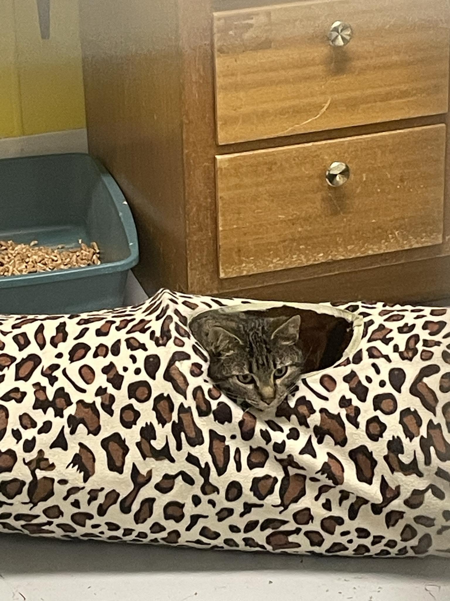 Twix, a ADOPTABLE Tabby in St. Maries, ID image 5/6