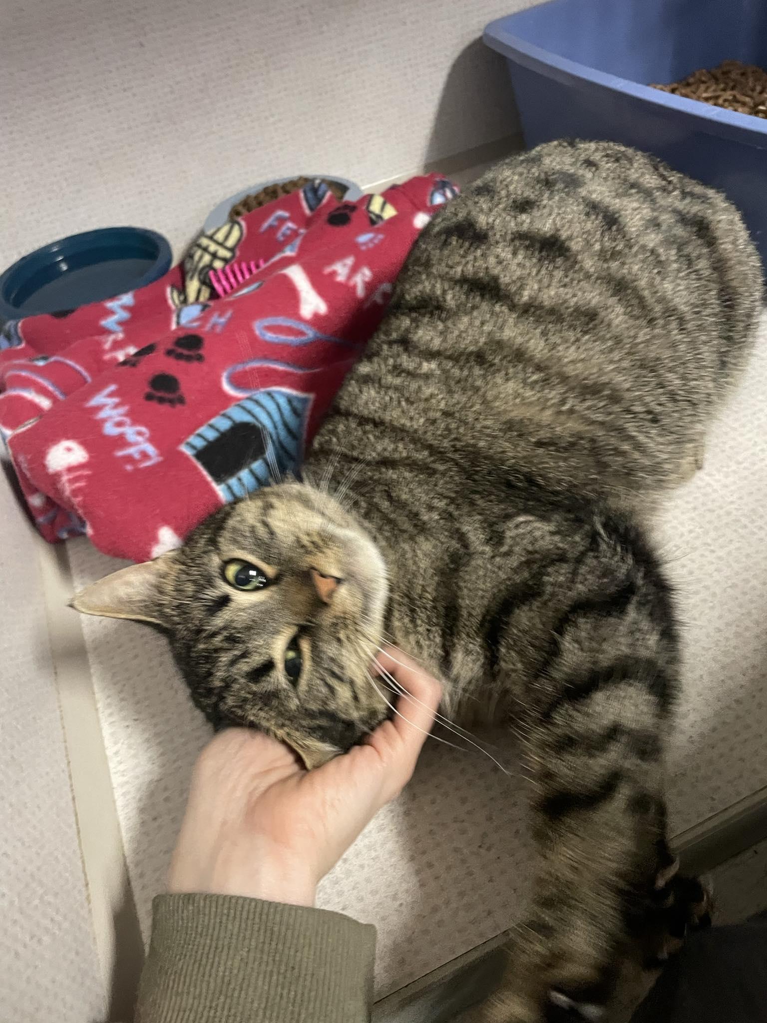 Twix, a ADOPTABLE Tabby in St. Maries, ID image 2/6