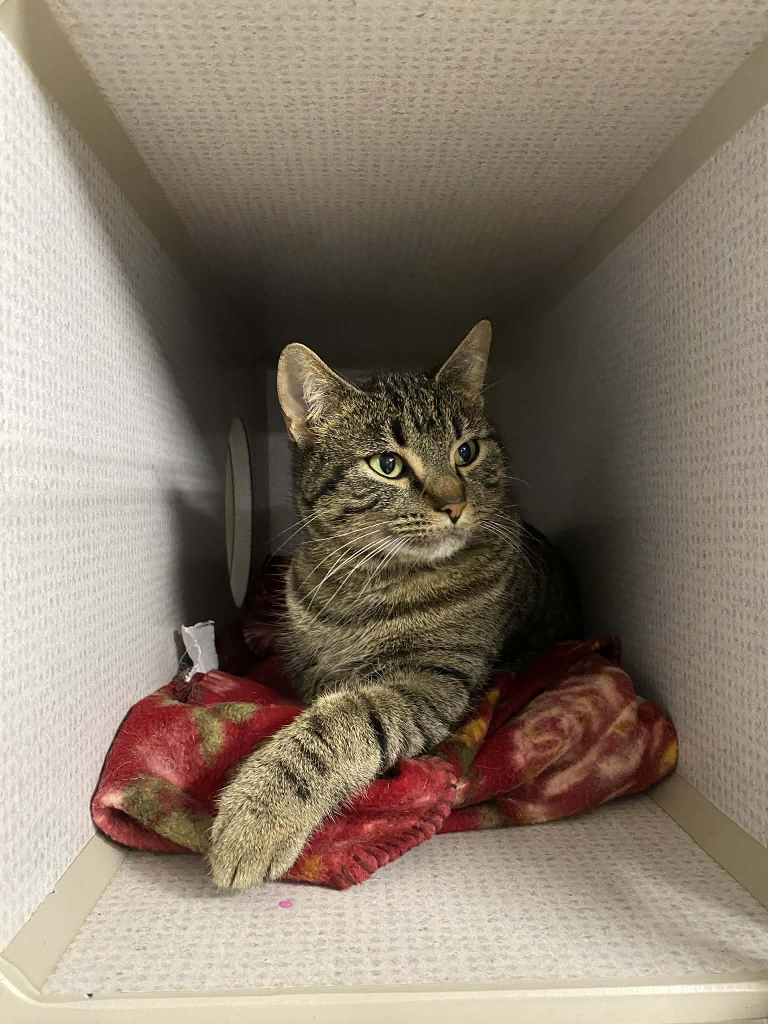 Twix, a ADOPTABLE Tabby in St. Maries, ID image 6/6