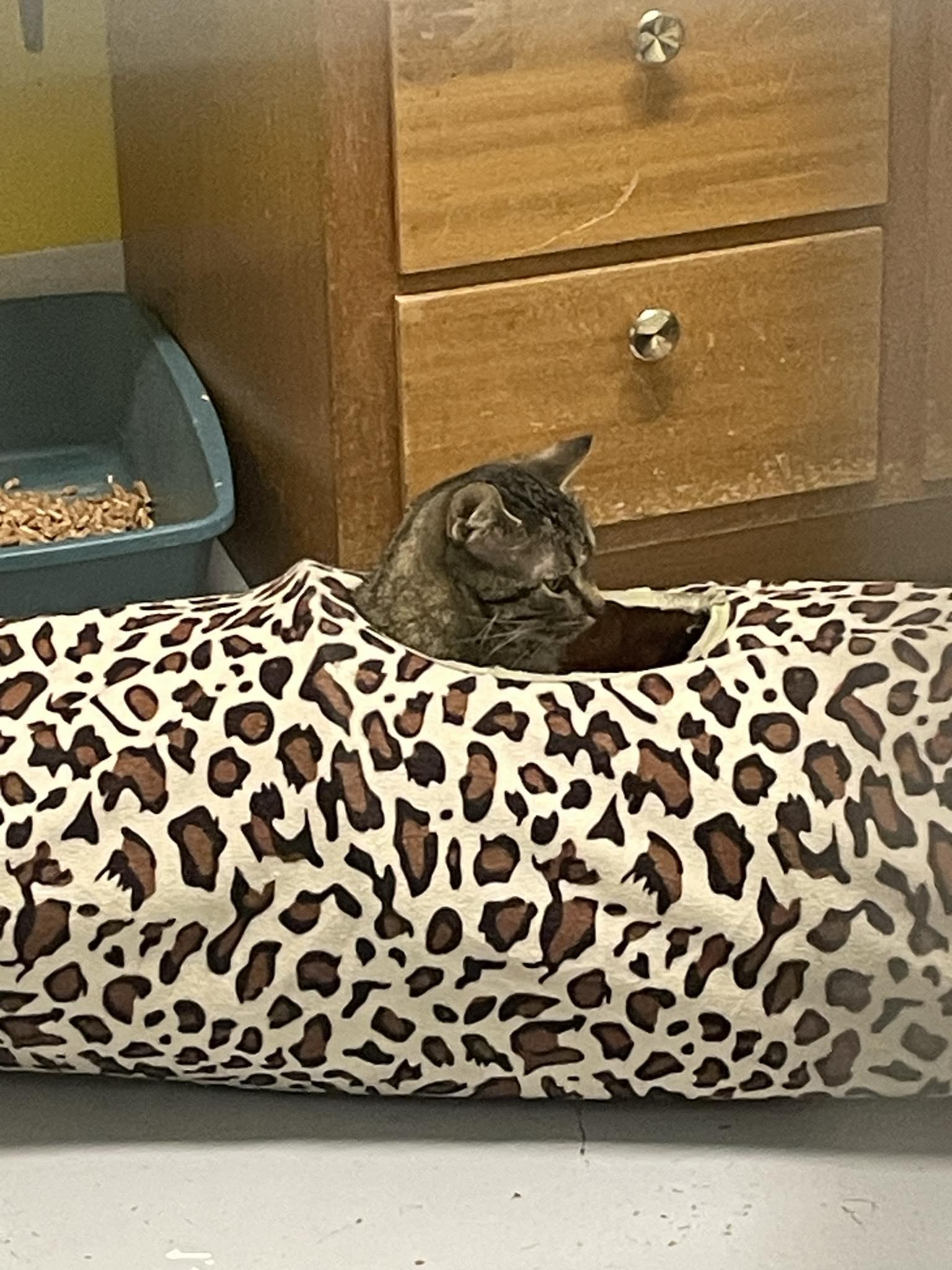 Twix, a ADOPTABLE Tabby in St. Maries, ID image 4/6