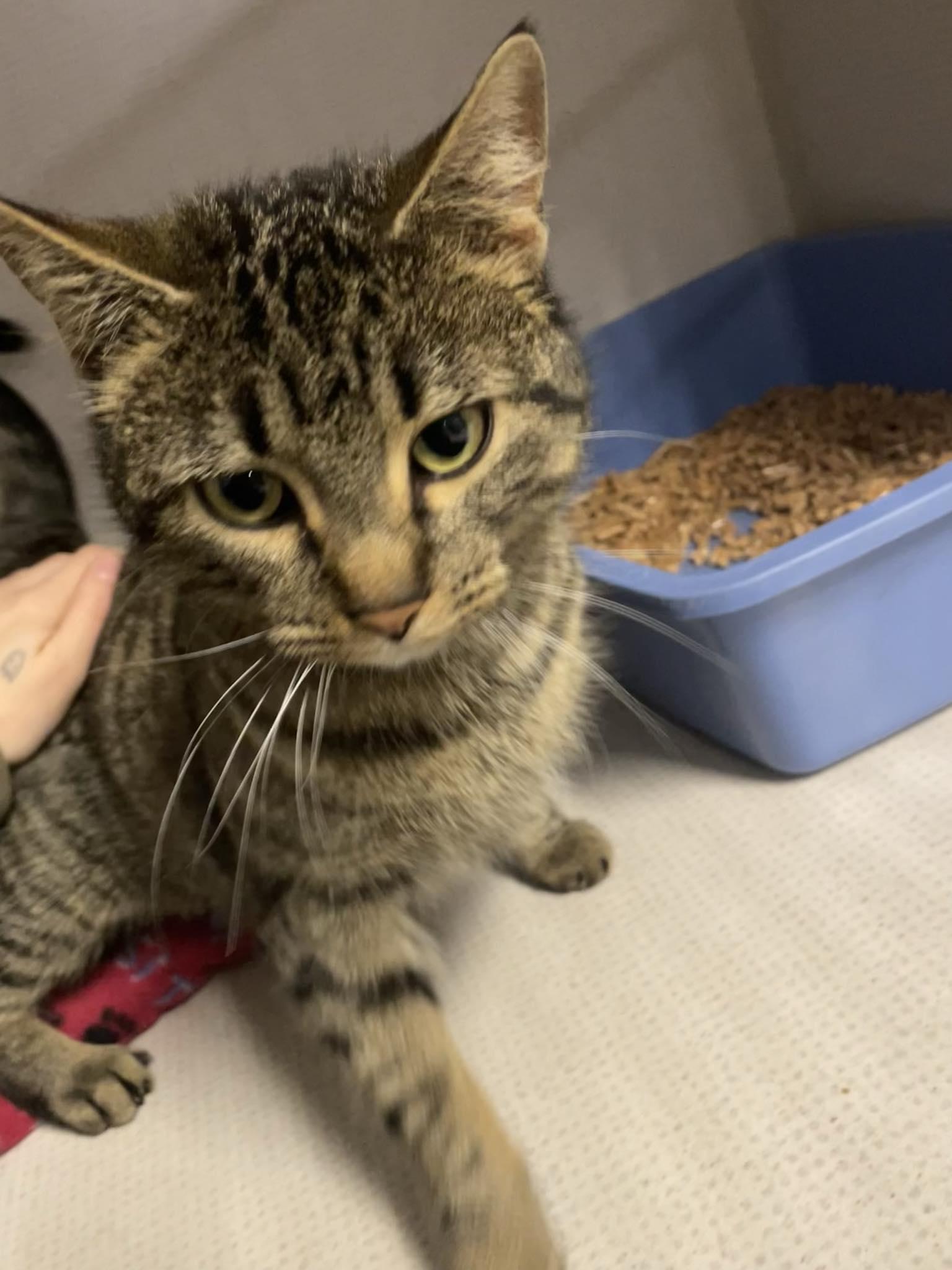 Twix, a ADOPTABLE Tabby in St. Maries, ID image 3/6