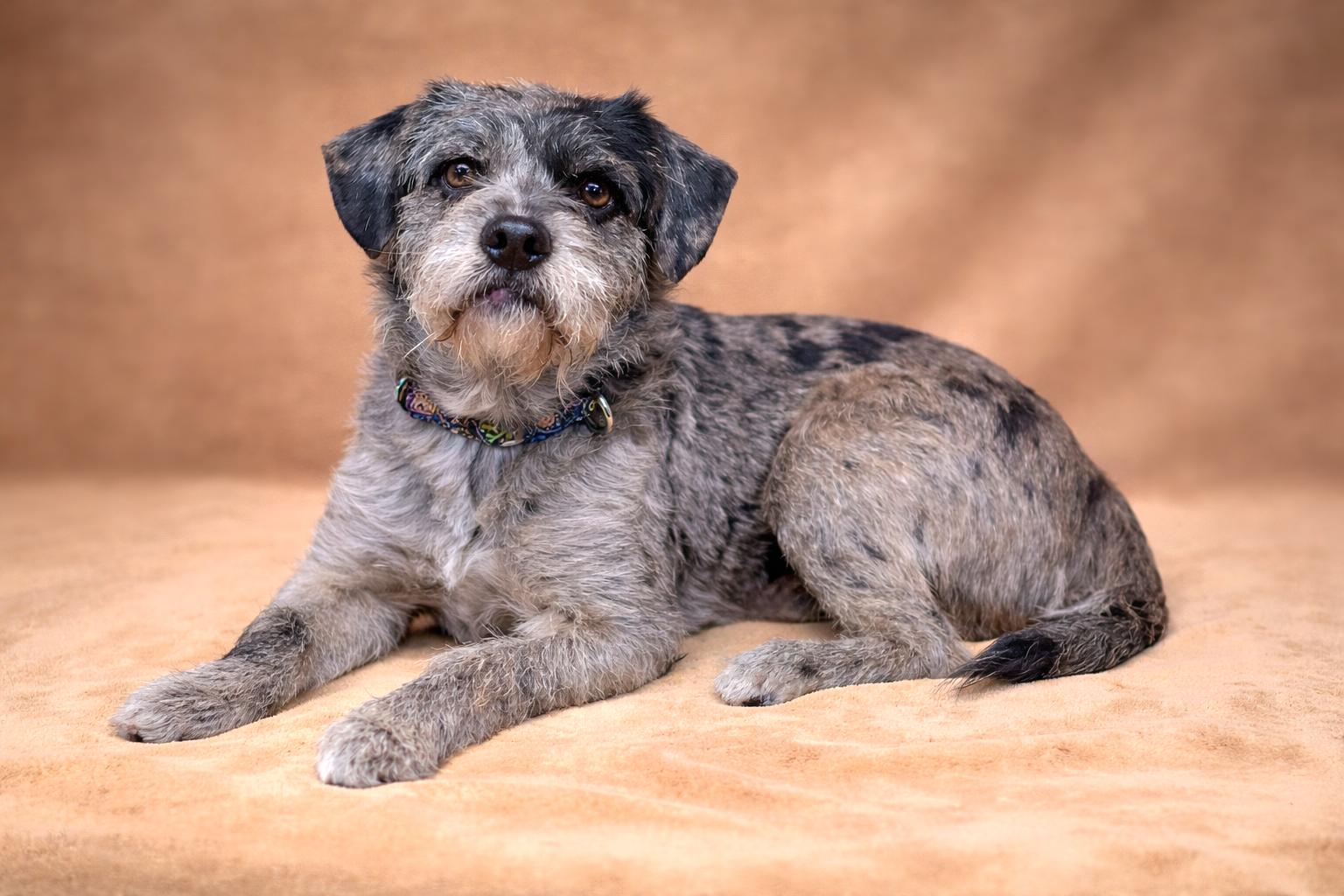 Enlarge PopTart, an adopted mixed breed in San Pedro, CA image 3/6