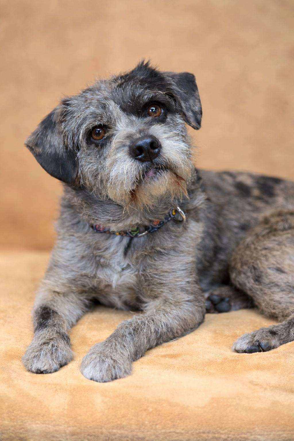 Enlarge PopTart, an adopted mixed breed in San Pedro, CA image 5/6