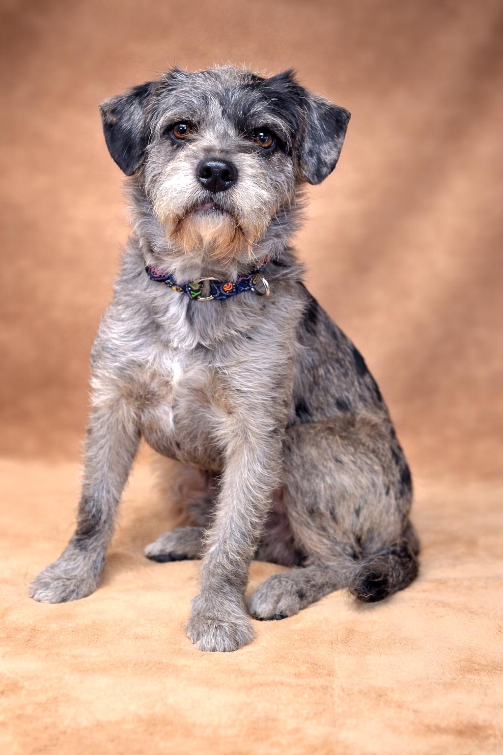 Enlarge PopTart, an adopted mixed breed in San Pedro, CA image 4/6