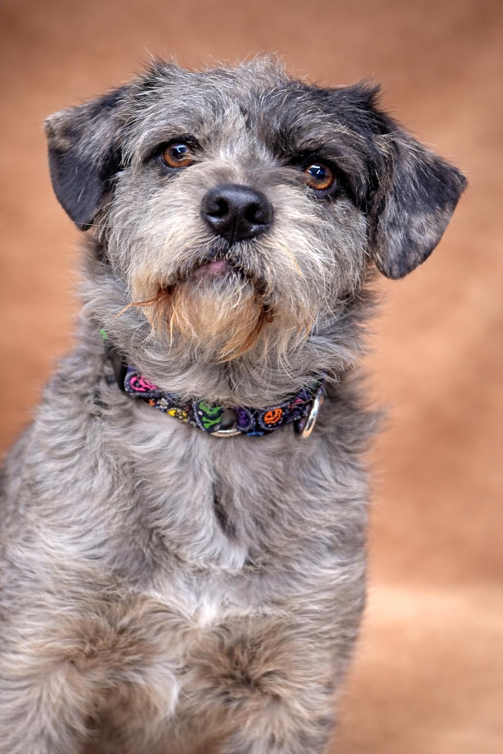 Enlarge PopTart, an adopted mixed breed in San Pedro, CA image 6/6