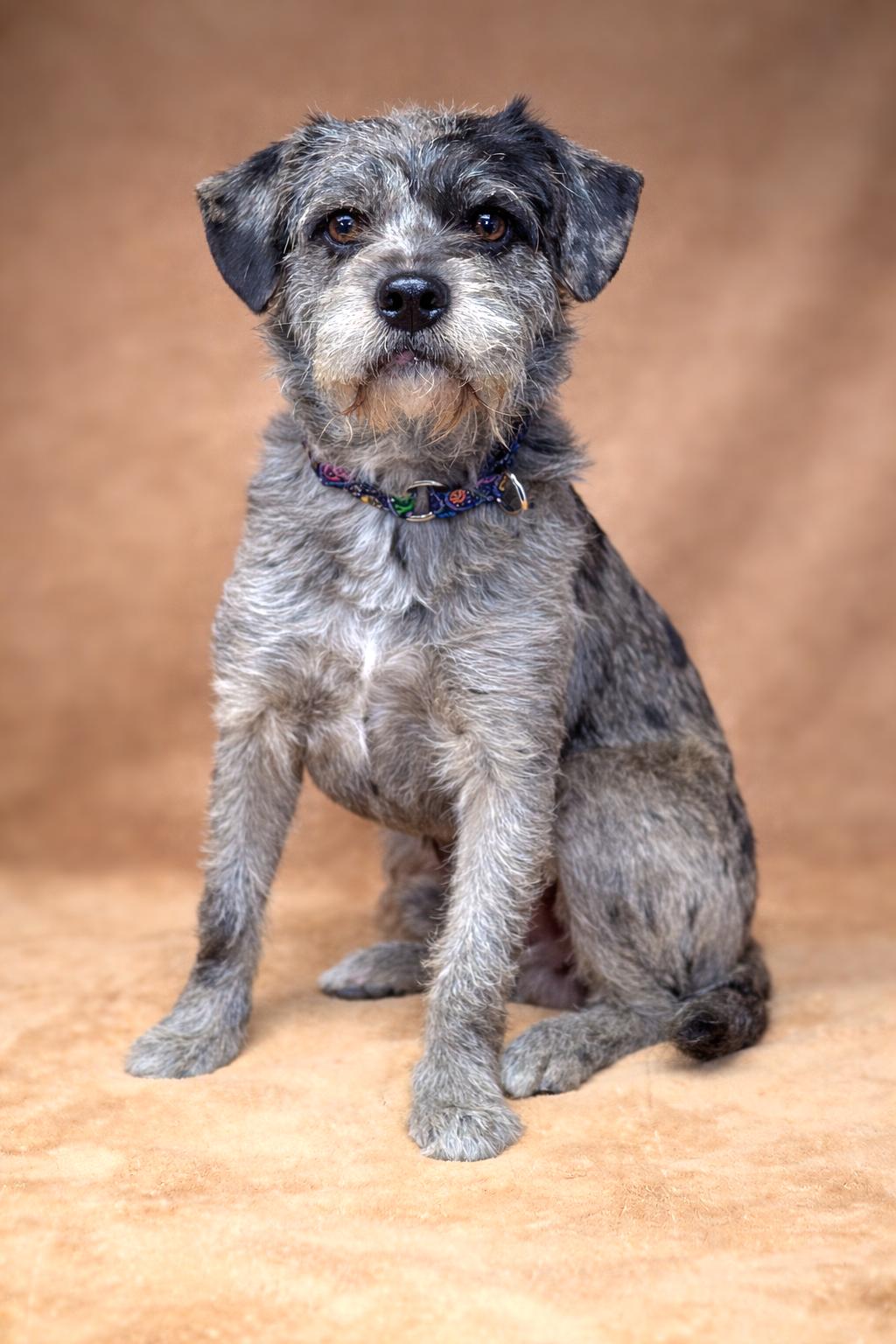 Enlarge PopTart, an adopted mixed breed in San Pedro, CA image 2/6