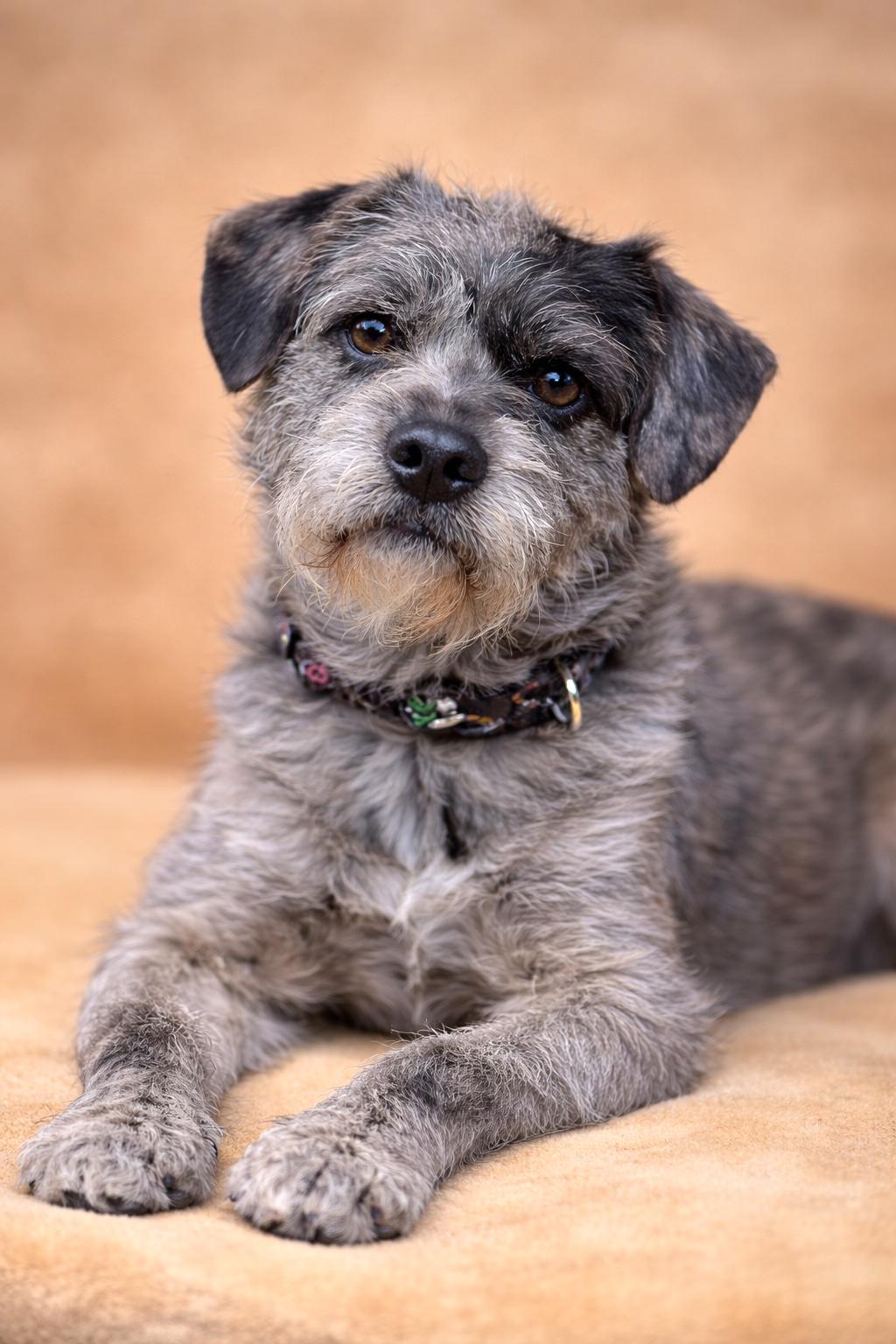 Enlarge PopTart, an adopted mixed breed in San Pedro, CA image 1/6