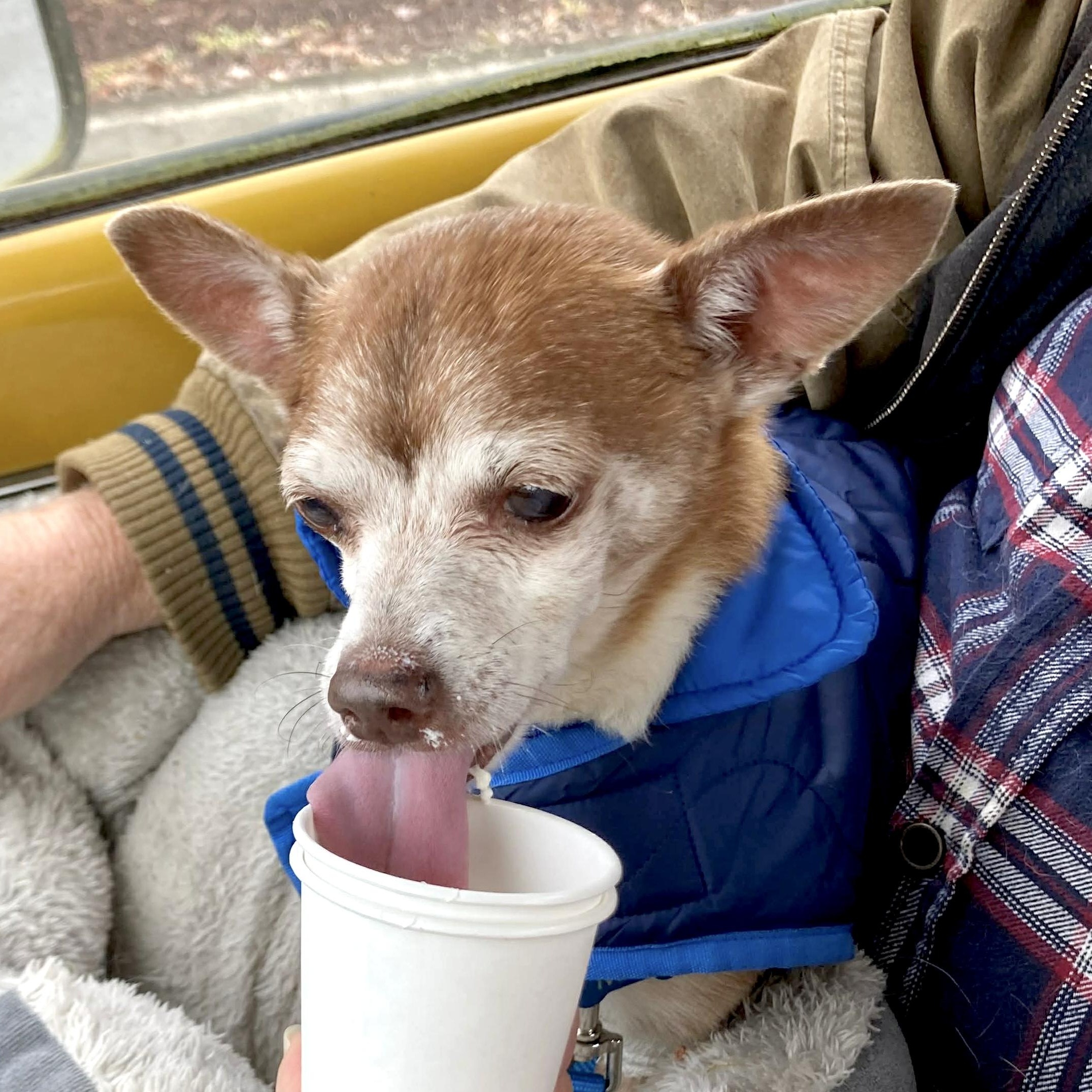 Enlarge Max (Maximus), a Adoptable mixed breed in Saint Helens, OR image 2/6