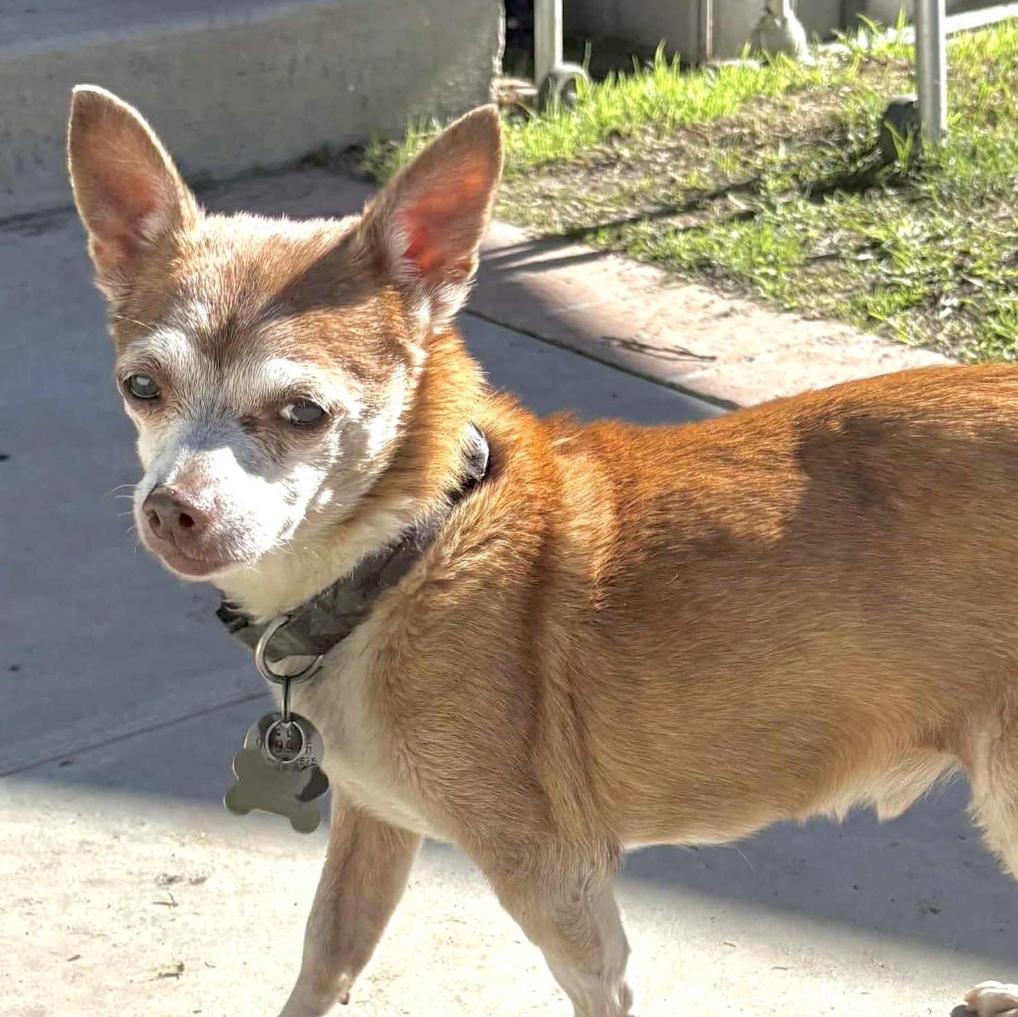Enlarge Max (Maximus), a Adoptable mixed breed in Saint Helens, OR image 3/6