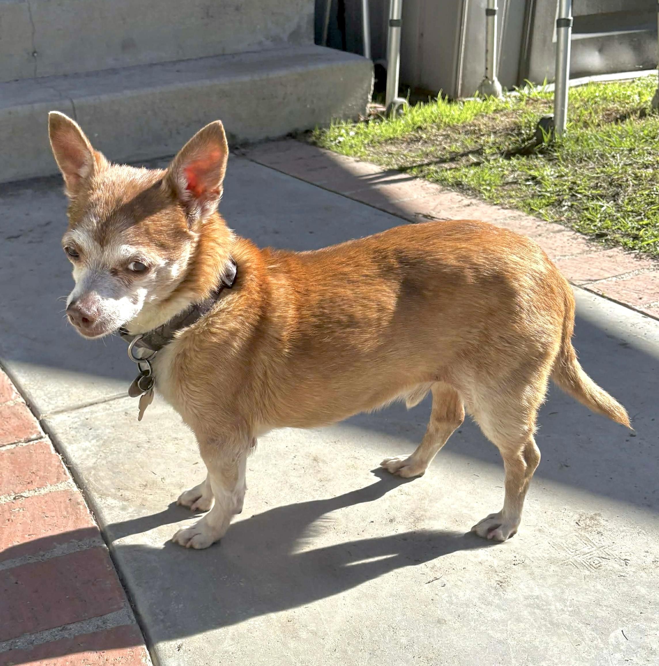 Enlarge Max (Maximus), a Adoptable mixed breed in Saint Helens, OR image 4/6