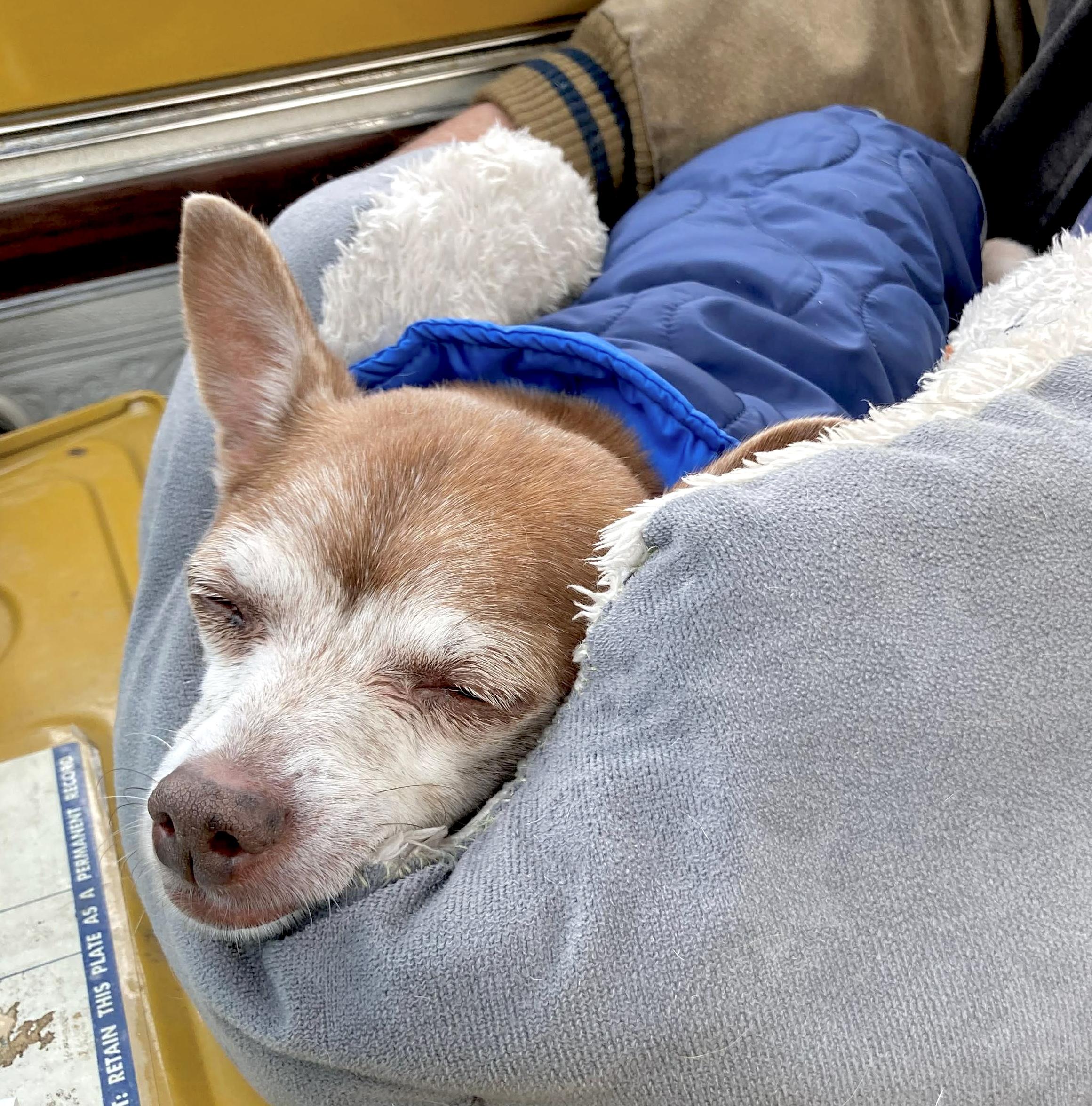 Enlarge Max (Maximus), a Adoptable mixed breed in Saint Helens, OR image 5/6