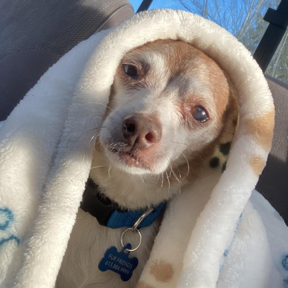 Max (Maximus), Adoptable, Senior Male Chihuahua & Terrier.