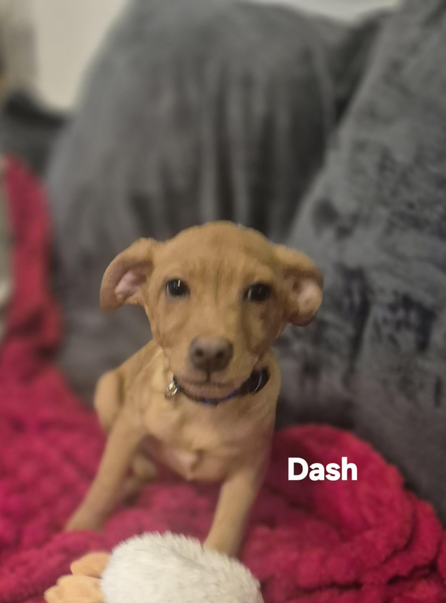 Enlarge Dash and Dalia!, a Adoptable mixed breed in Providence, RI image 4/6