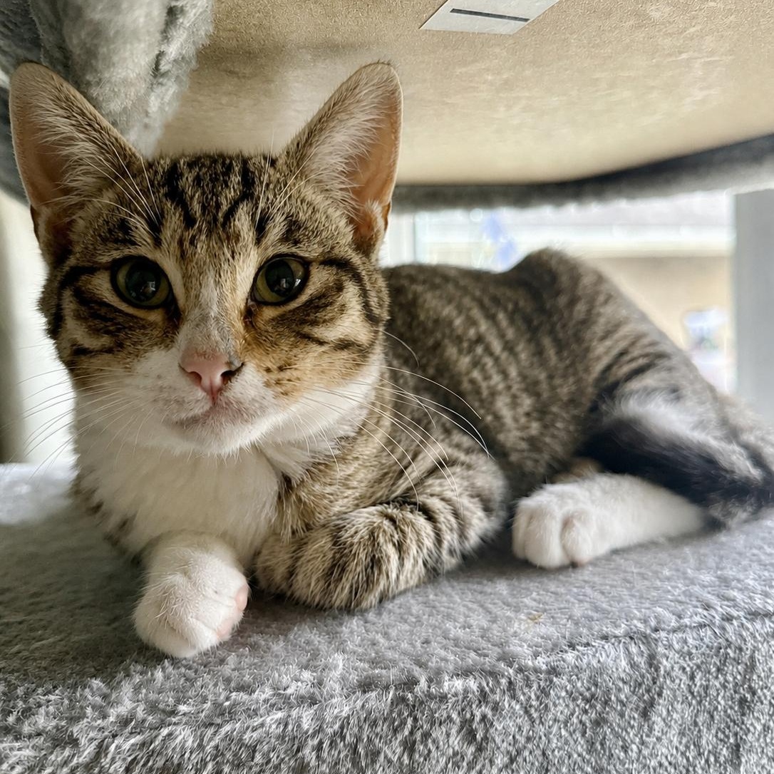 Boots, ADOPTABLE, Kitten Male Domestic Short Hair.