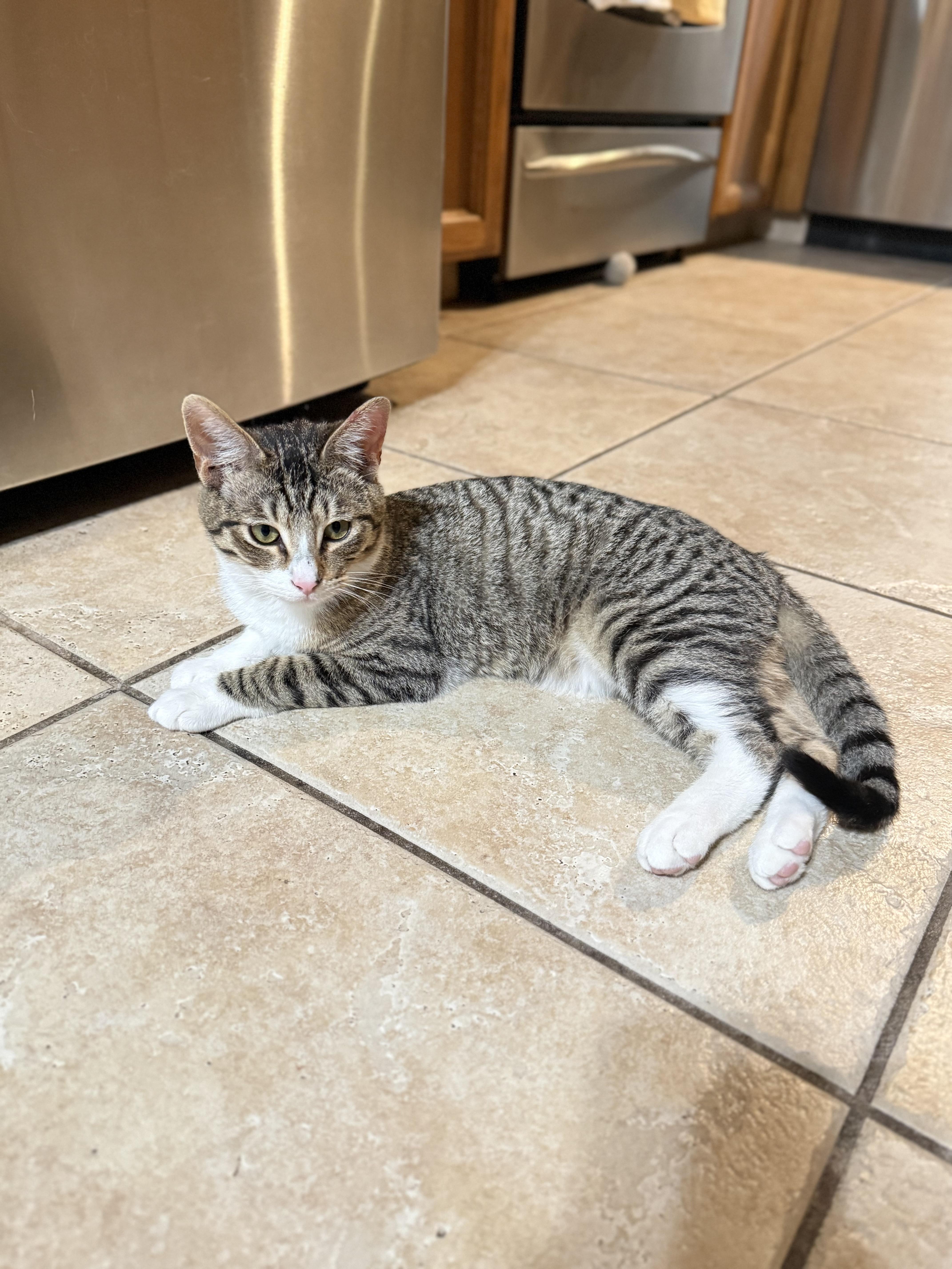 Enlarge Boots, a ADOPTABLE Domestic Short Hair in Fresno, CA image 3/3