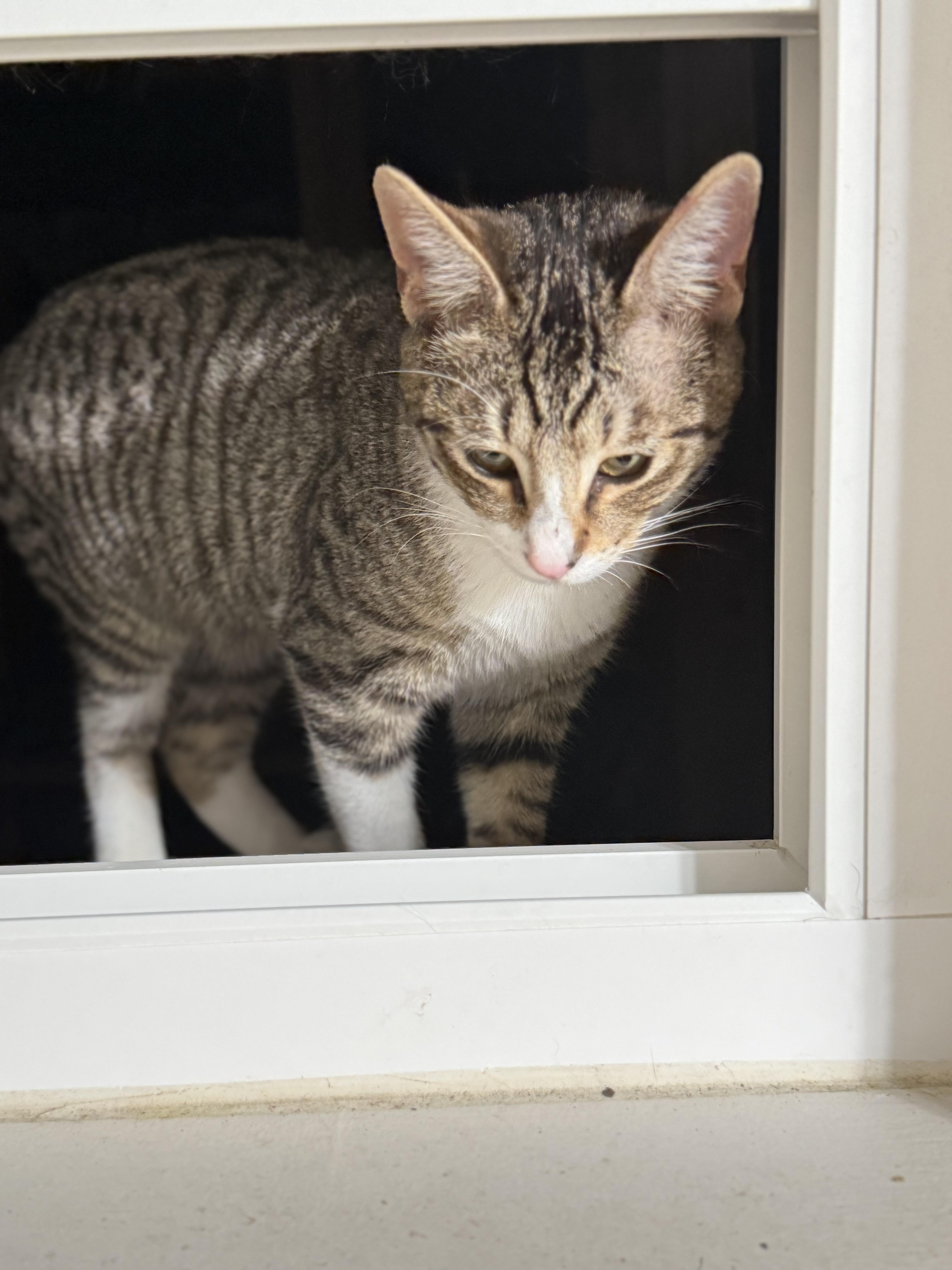 Enlarge Boots, a ADOPTABLE Domestic Short Hair in Fresno, CA image 2/3