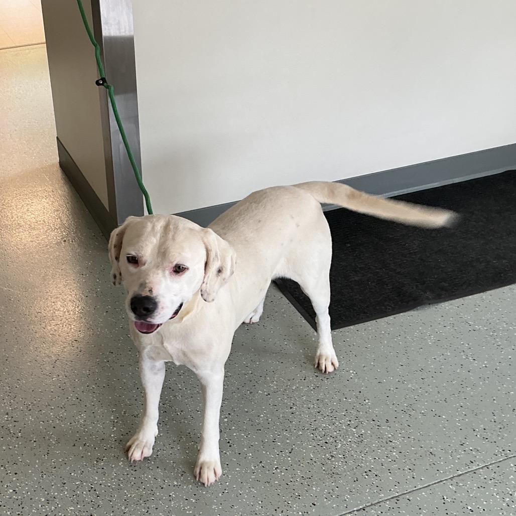 Spotty, Adoptable, Adult Male Terrier & Mixed Breed.