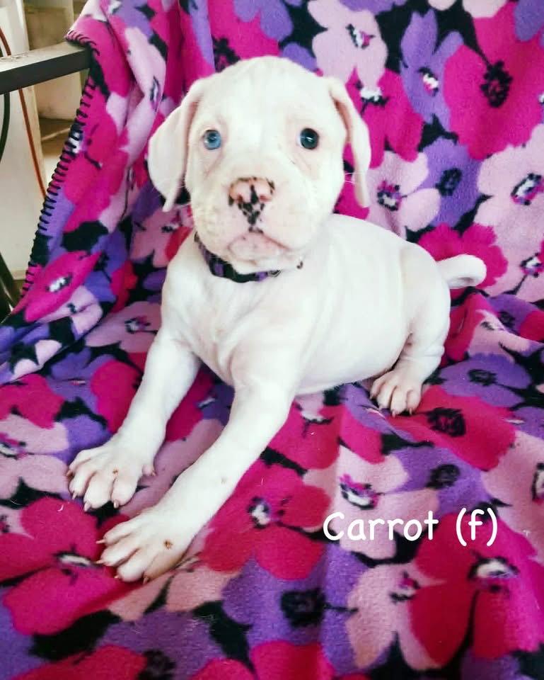 Enlarge Veg Litter - Carrot, a Adoptable Boxer in Monticello, NY image 1/1