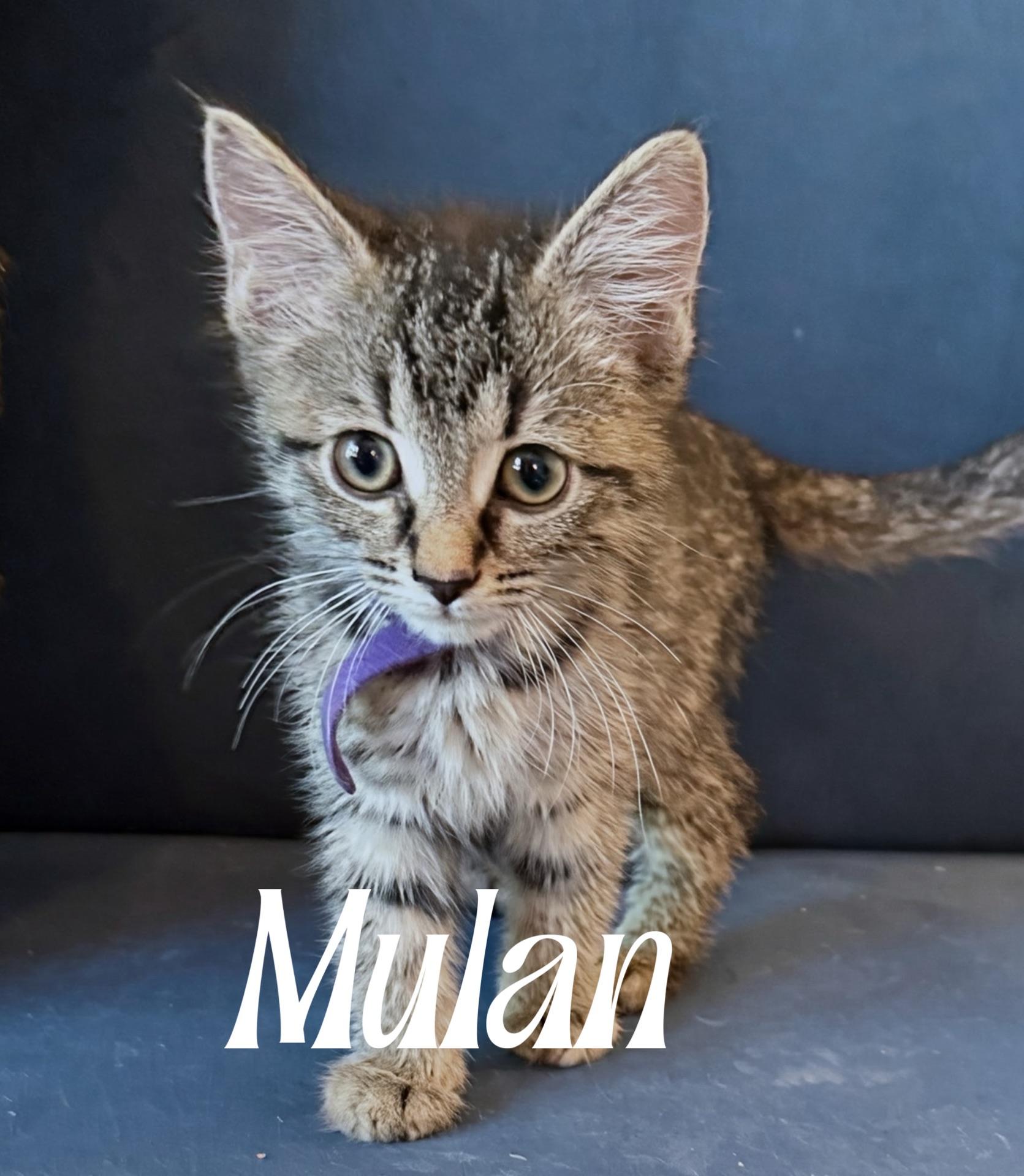 Mulan, adopted, Kitten Female Domestic Short Hair.
