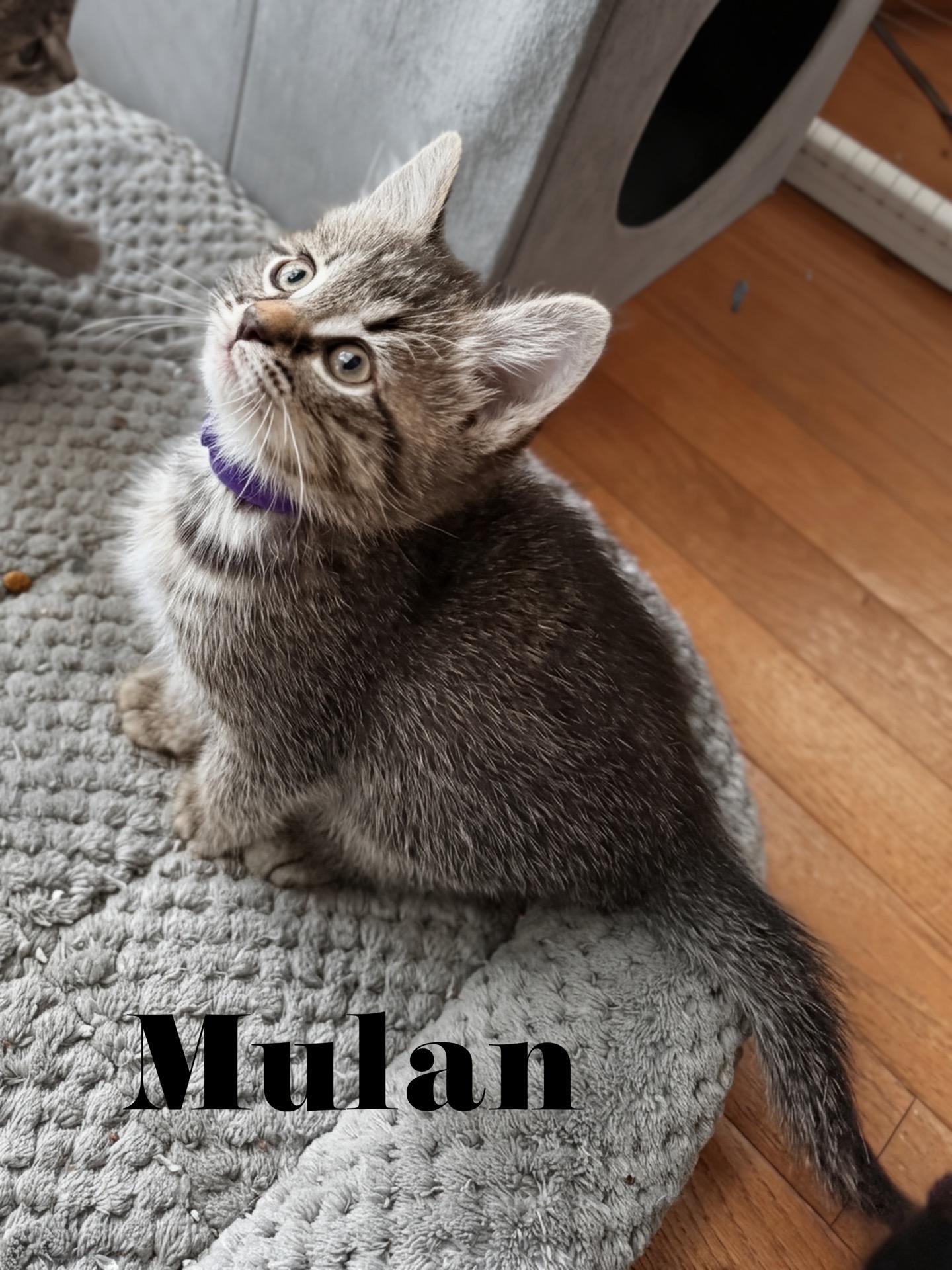 Mulan, an adopted Domestic Short Hair in Murfreesboro, TN image 2/2