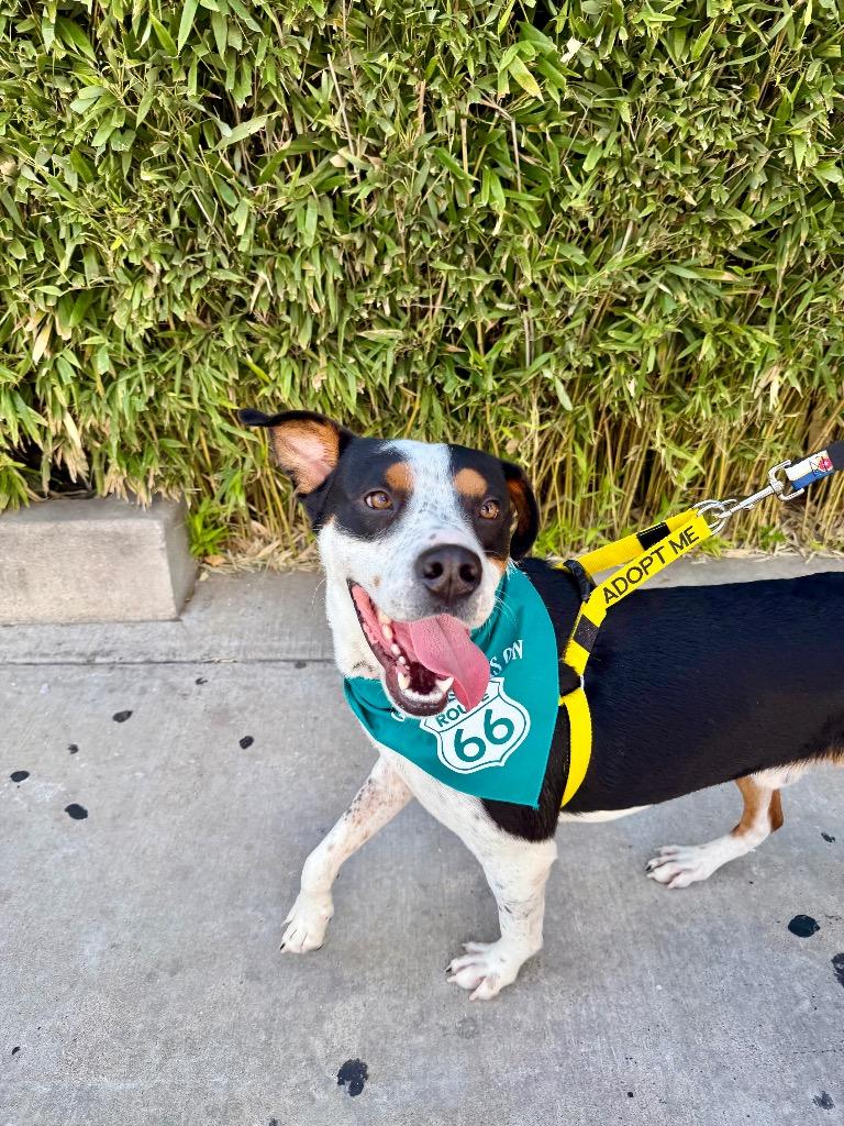 Stetson, Adoptable, Young Male Australian Cattle Dog / Blue Heeler.