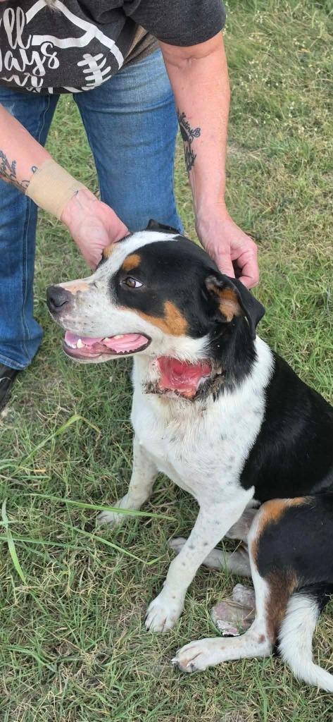 Enlarge Stetson, a Adoptable mixed breed in Tulsa, OK image 5/6