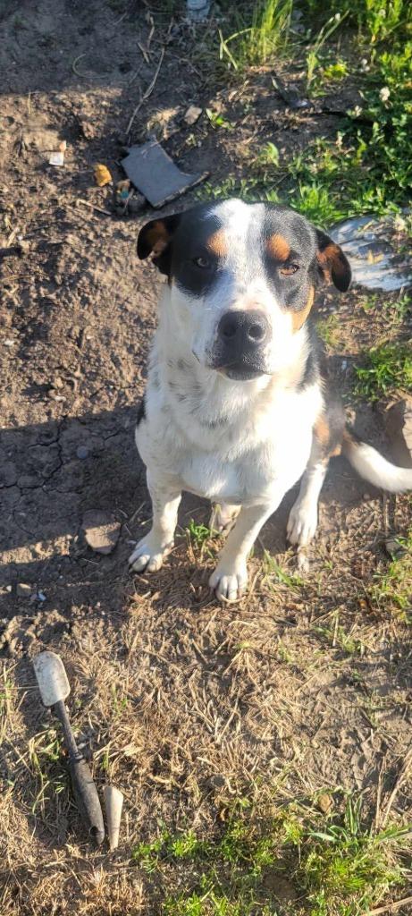 Enlarge Stetson, a Adoptable mixed breed in Tulsa, OK image 6/6