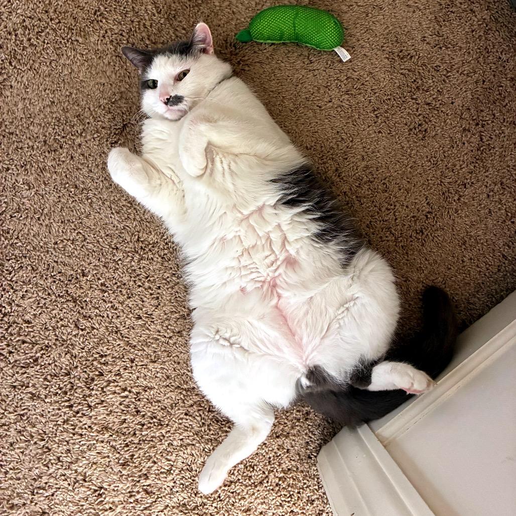 Enlarge Eleanor (Bonded with Franklin), a Adoptable Domestic Medium Hair in Nashville, TN image 1/6