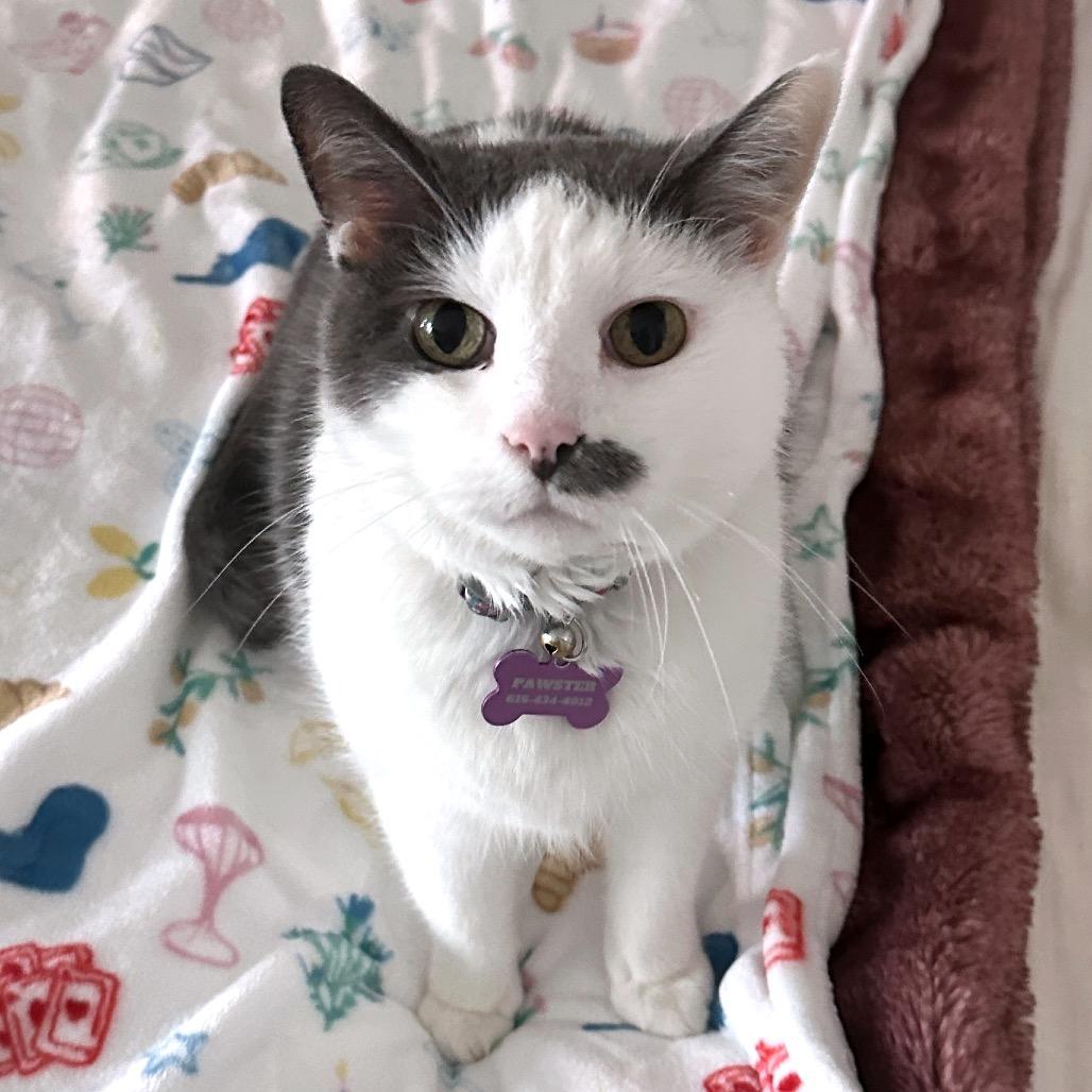 Enlarge Eleanor (Bonded with Franklin), a Adoptable Domestic Medium Hair in Nashville, TN image 2/6