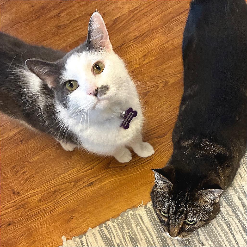 Enlarge Eleanor (Bonded with Franklin), a Adoptable Domestic Medium Hair in Nashville, TN image 3/6