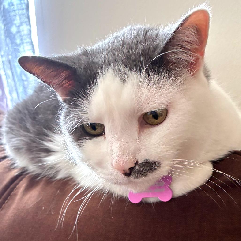 Enlarge Eleanor (Bonded with Franklin), a Adoptable Domestic Medium Hair in Nashville, TN image 4/6
