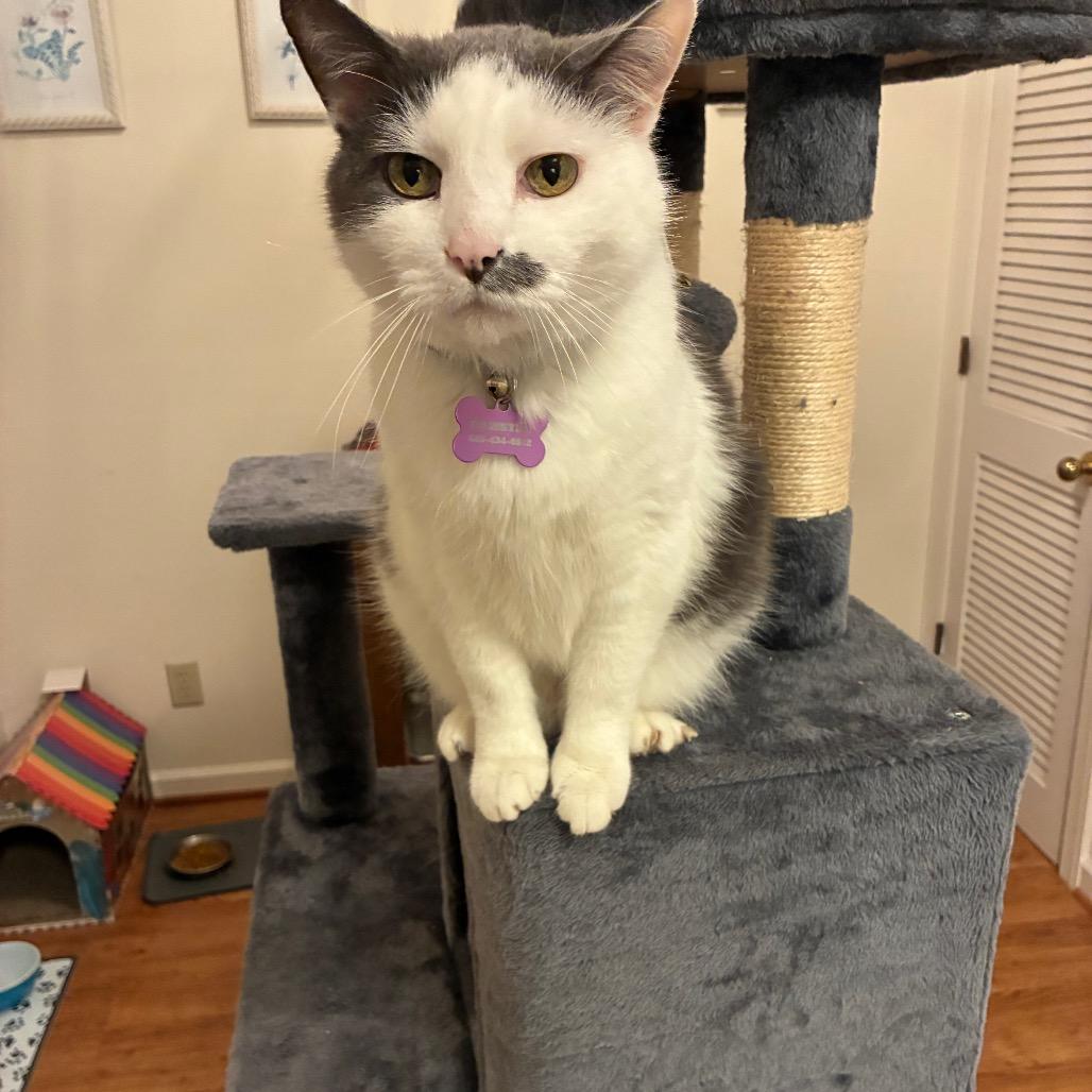 Enlarge Eleanor (Bonded with Franklin), a Adoptable Domestic Medium Hair in Nashville, TN image 5/6