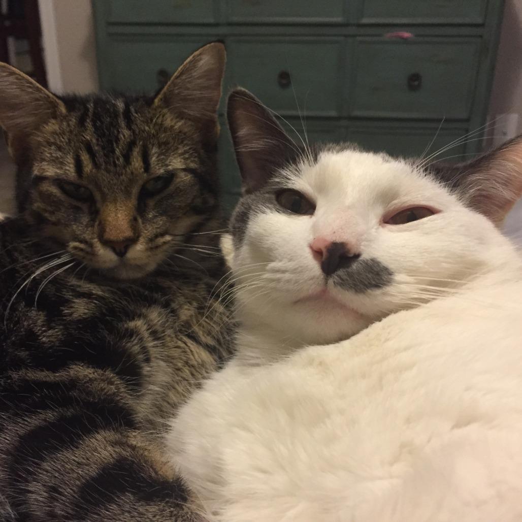 Enlarge Eleanor (Bonded with Franklin), a Adoptable Domestic Medium Hair in Nashville, TN image 6/6