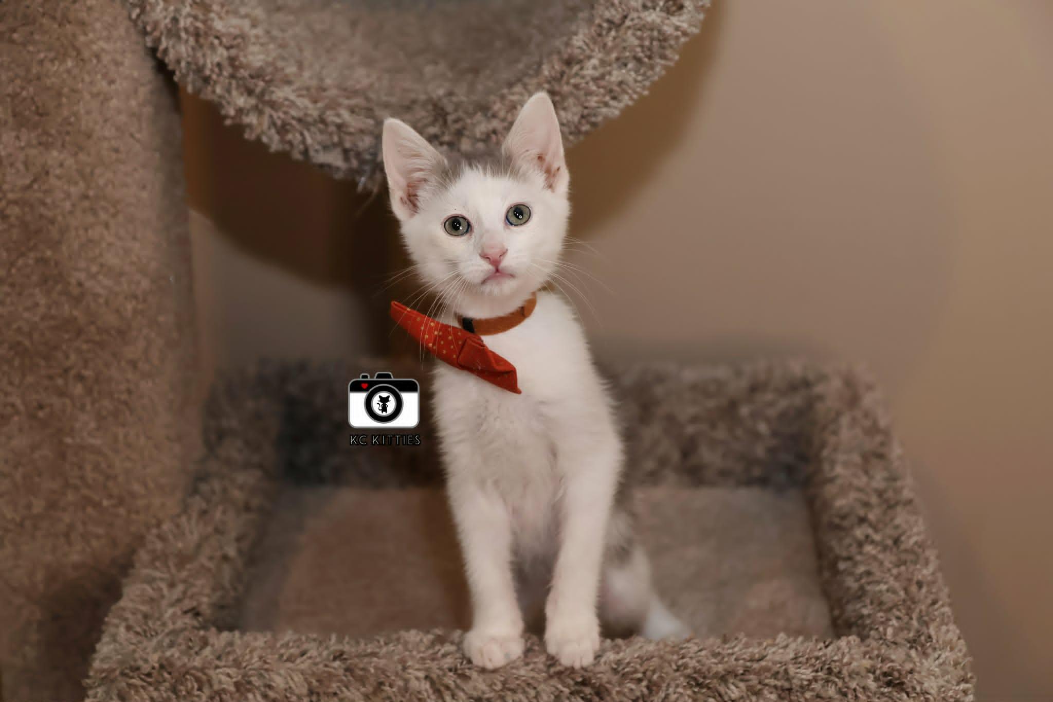 Juke, ADOPTABLE, Kitten Male Domestic Short Hair.