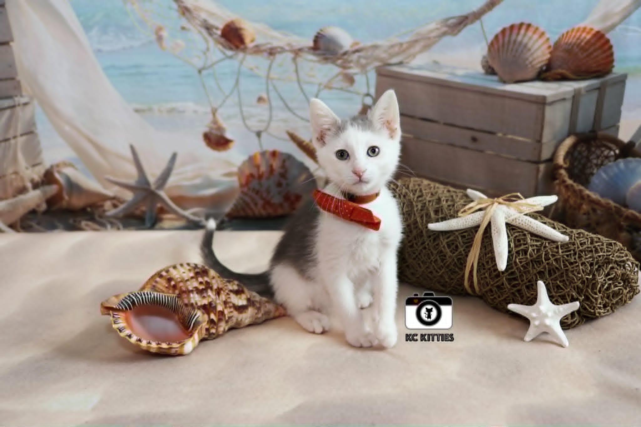 Juke, a ADOPTABLE Domestic Short Hair in Overland Park, KS image 3/6