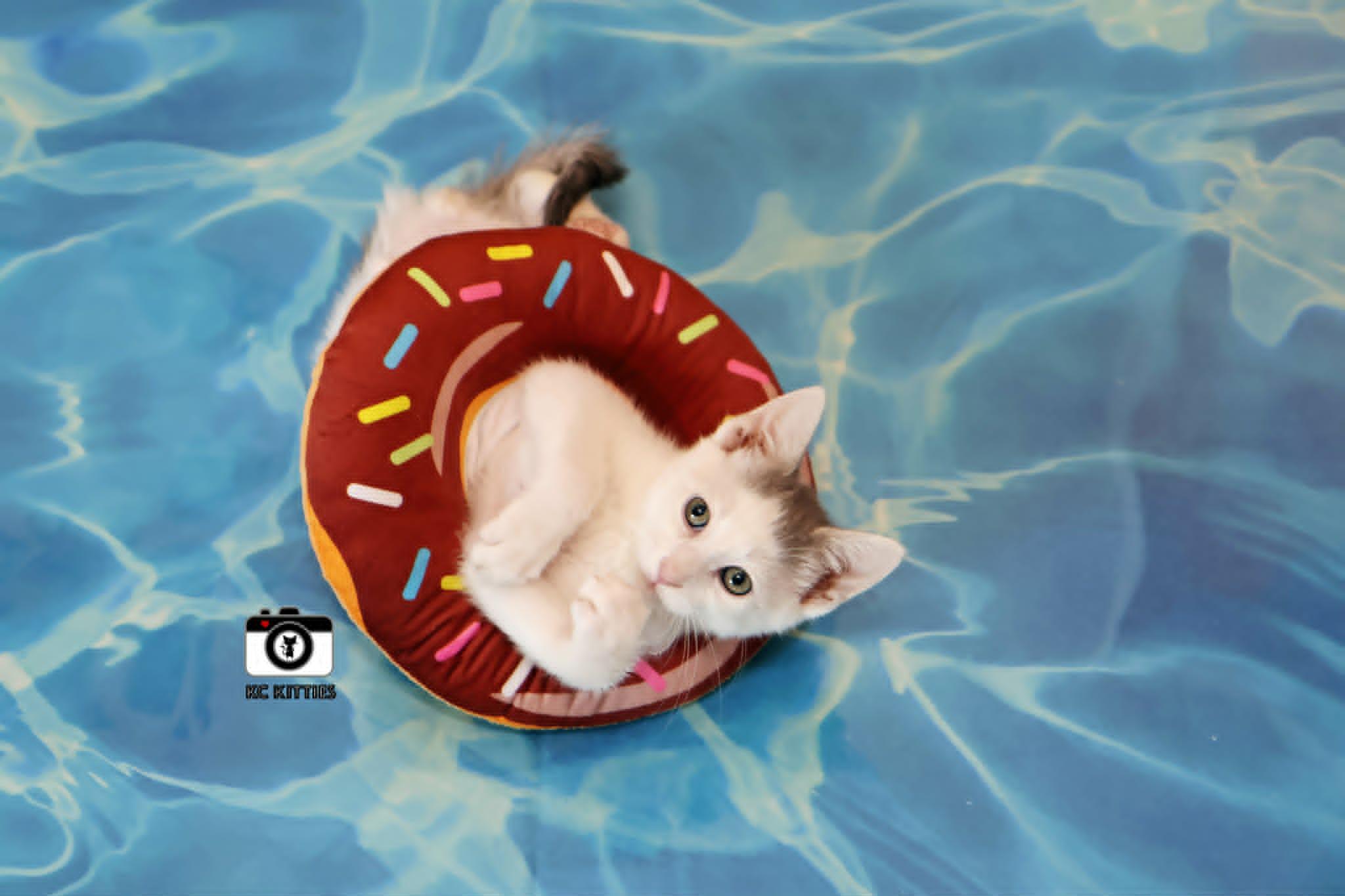 Juke, a ADOPTABLE Domestic Short Hair in Overland Park, KS image 6/6