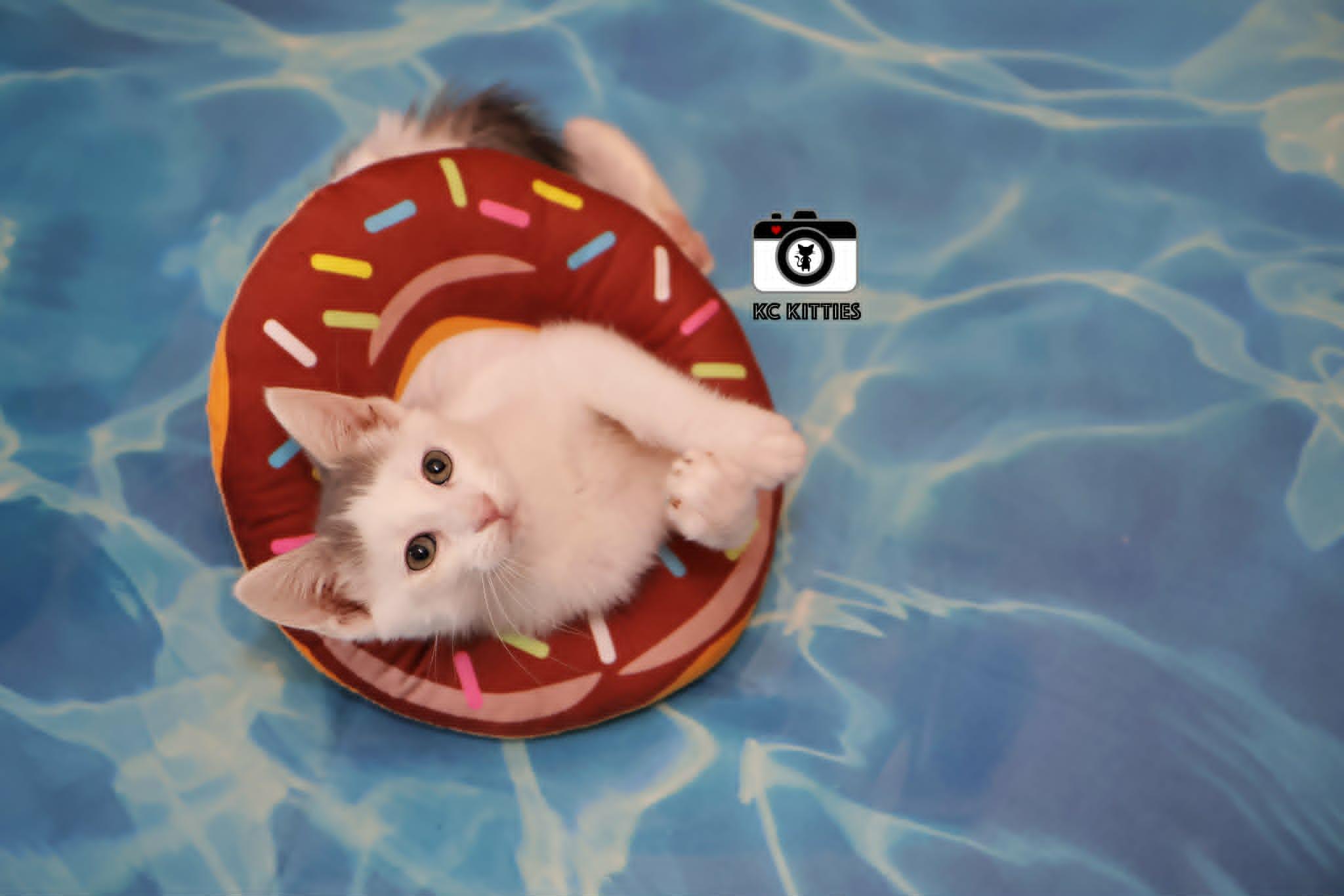 Juke, a ADOPTABLE Domestic Short Hair in Overland Park, KS image 4/6