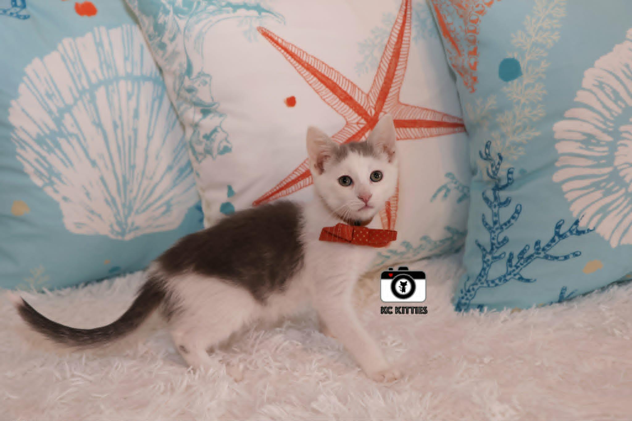 Juke, a ADOPTABLE Domestic Short Hair in Overland Park, KS image 5/6