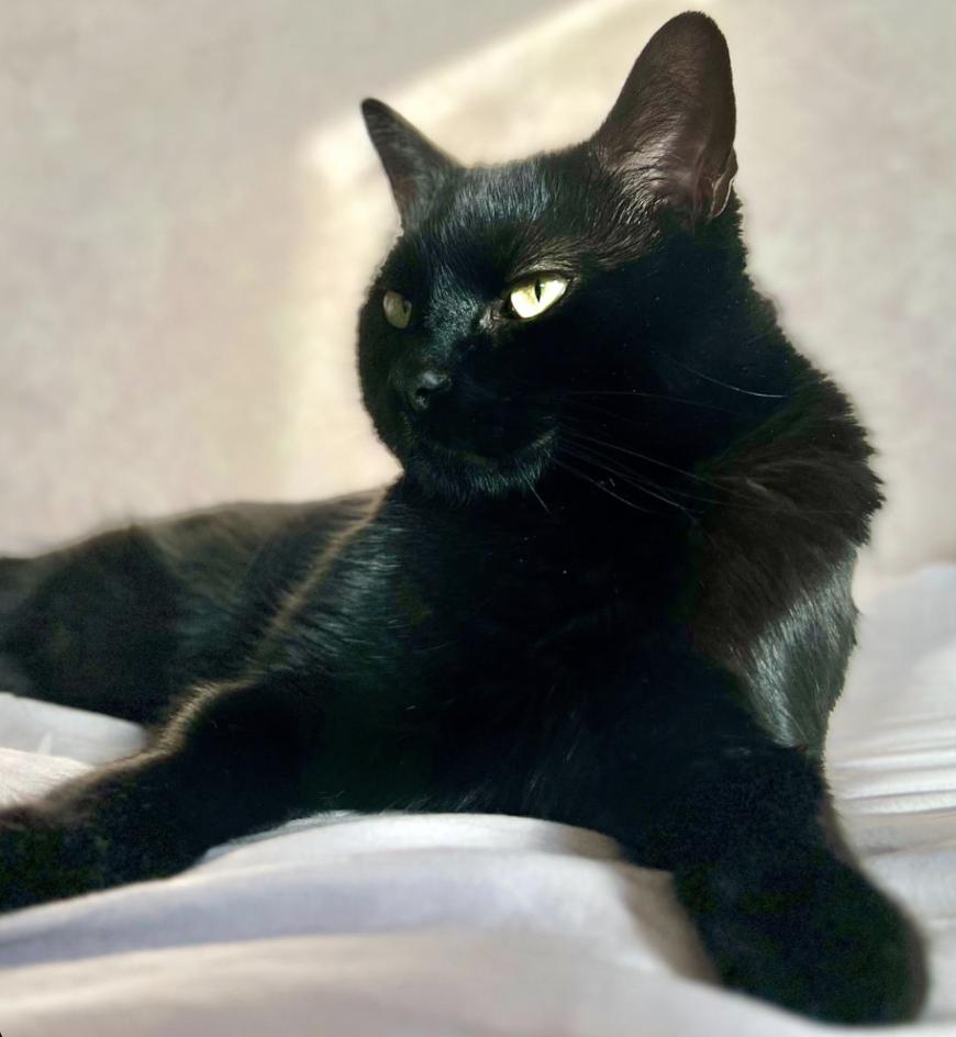 Ozzie, ADOPTABLE, Young Male Domestic Short Hair.