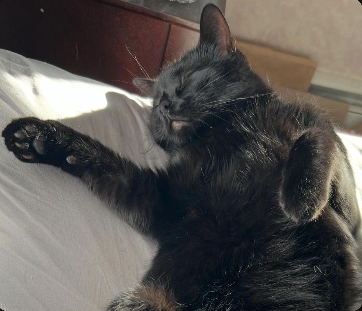 Enlarge Ozzie, a ADOPTABLE Domestic Short Hair in Beverly, MA image 2/2