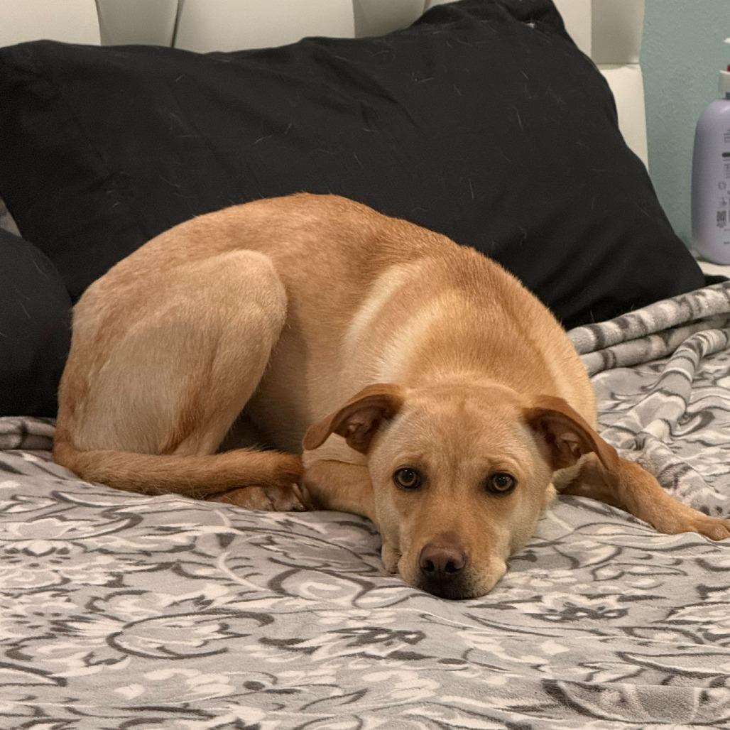Enlarge Sue, a Adoptable Mixed Breed in Naples, FL image 1/6