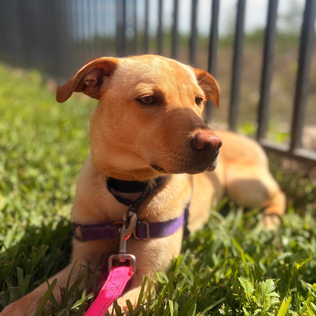 Enlarge Sue, a Adoptable Mixed Breed in Naples, FL image 2/6