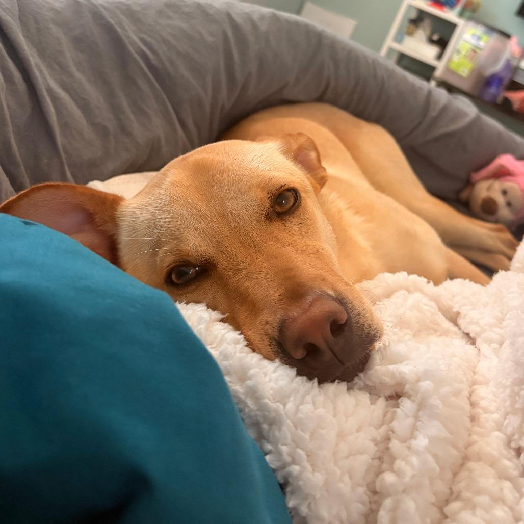 Enlarge Sue, a Adoptable Mixed Breed in Naples, FL image 3/6
