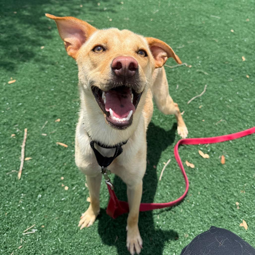 Enlarge Sue, a Adoptable Mixed Breed in Naples, FL image 3/6