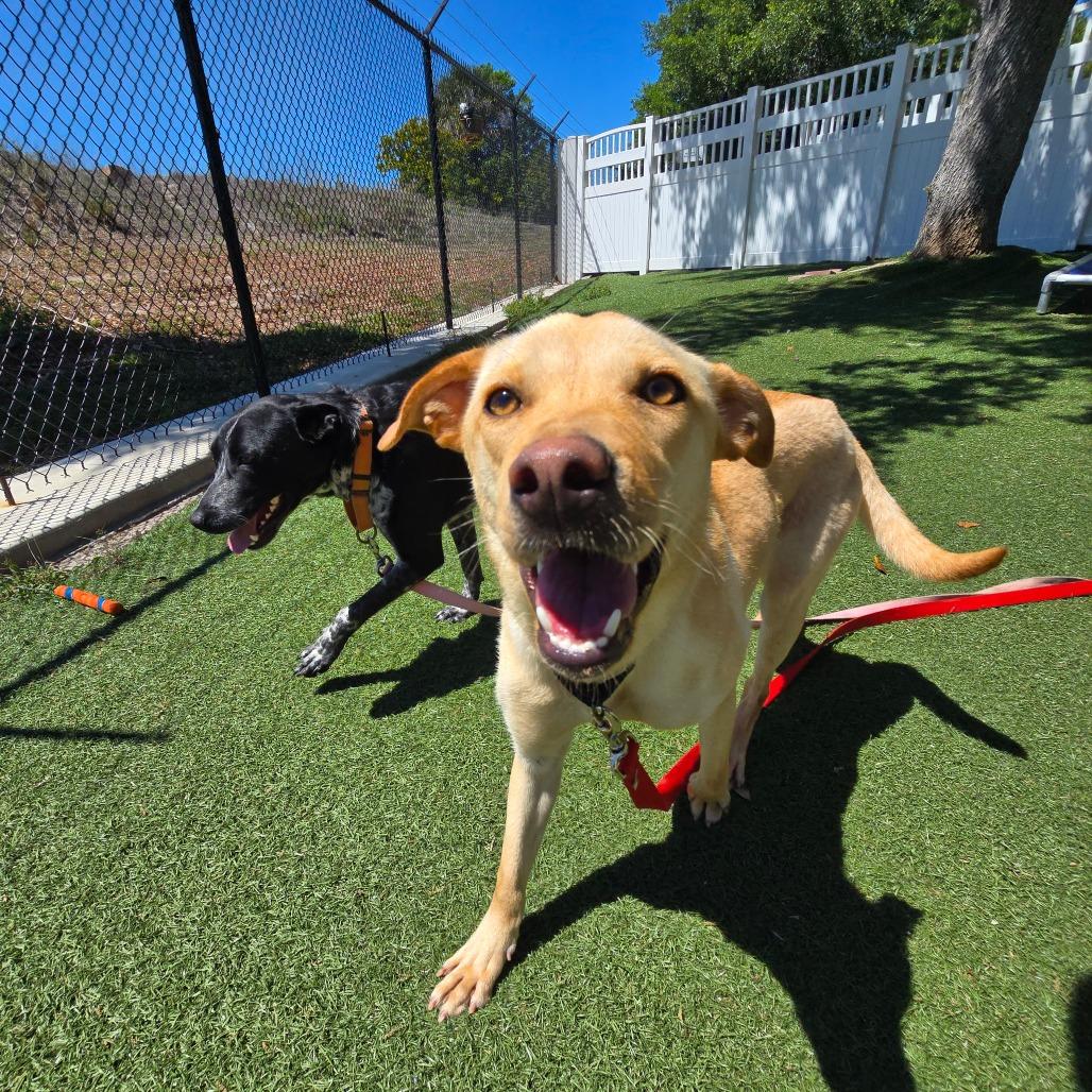 Enlarge Sue, a Adoptable Mixed Breed in Naples, FL image 4/6