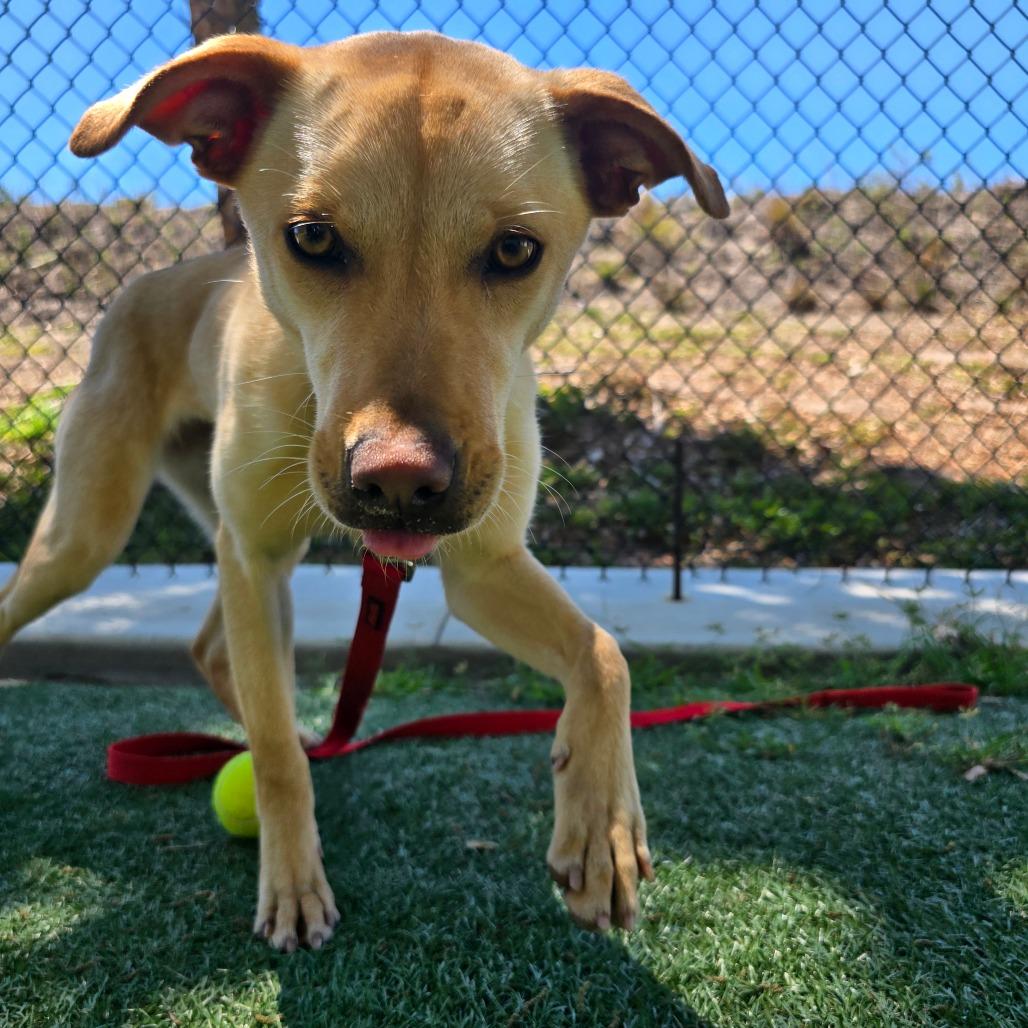 Enlarge Sue, a Adoptable Mixed Breed in Naples, FL image 5/6